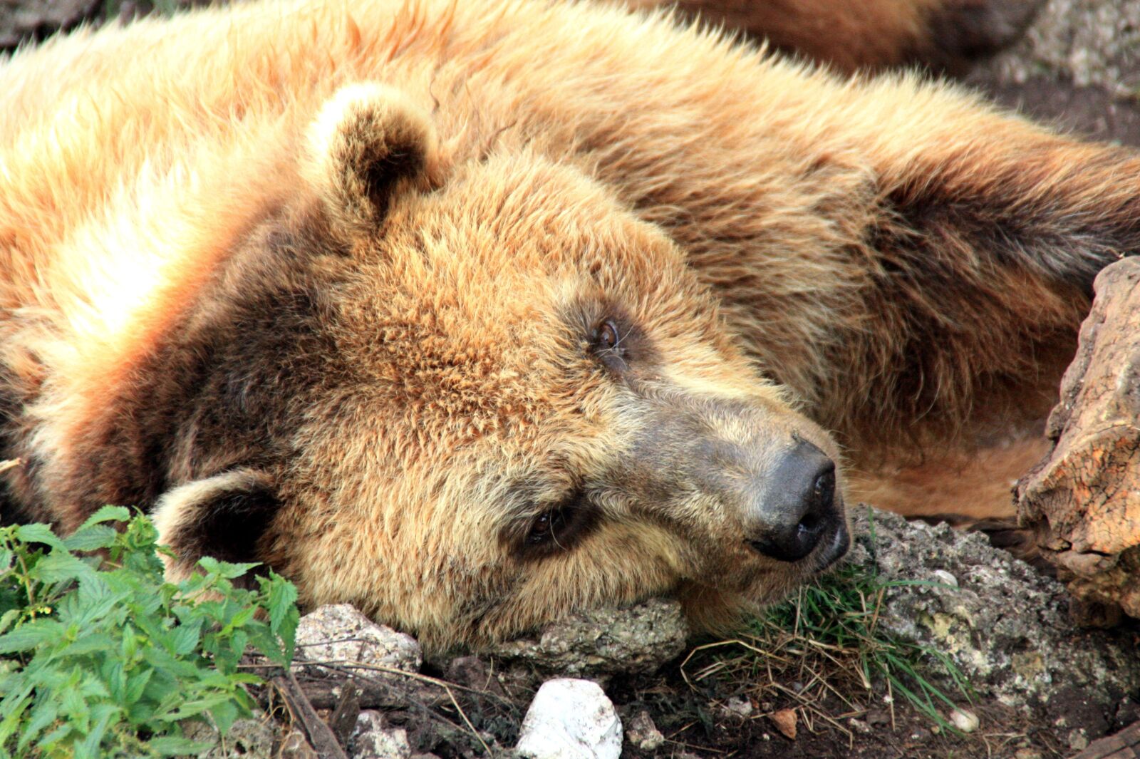 Canon EOS 450D (EOS Rebel XSi / EOS Kiss X2) sample photo. Bear, brown bear, nature photography
