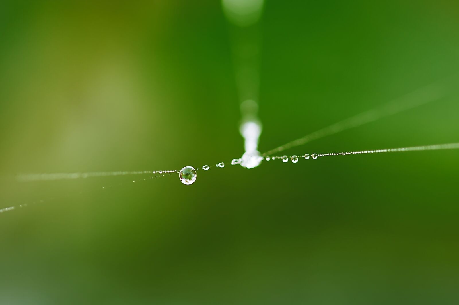Canon EOS 450D (EOS Rebel XSi / EOS Kiss X2) sample photo. Drip, cobwebs, autumn photography