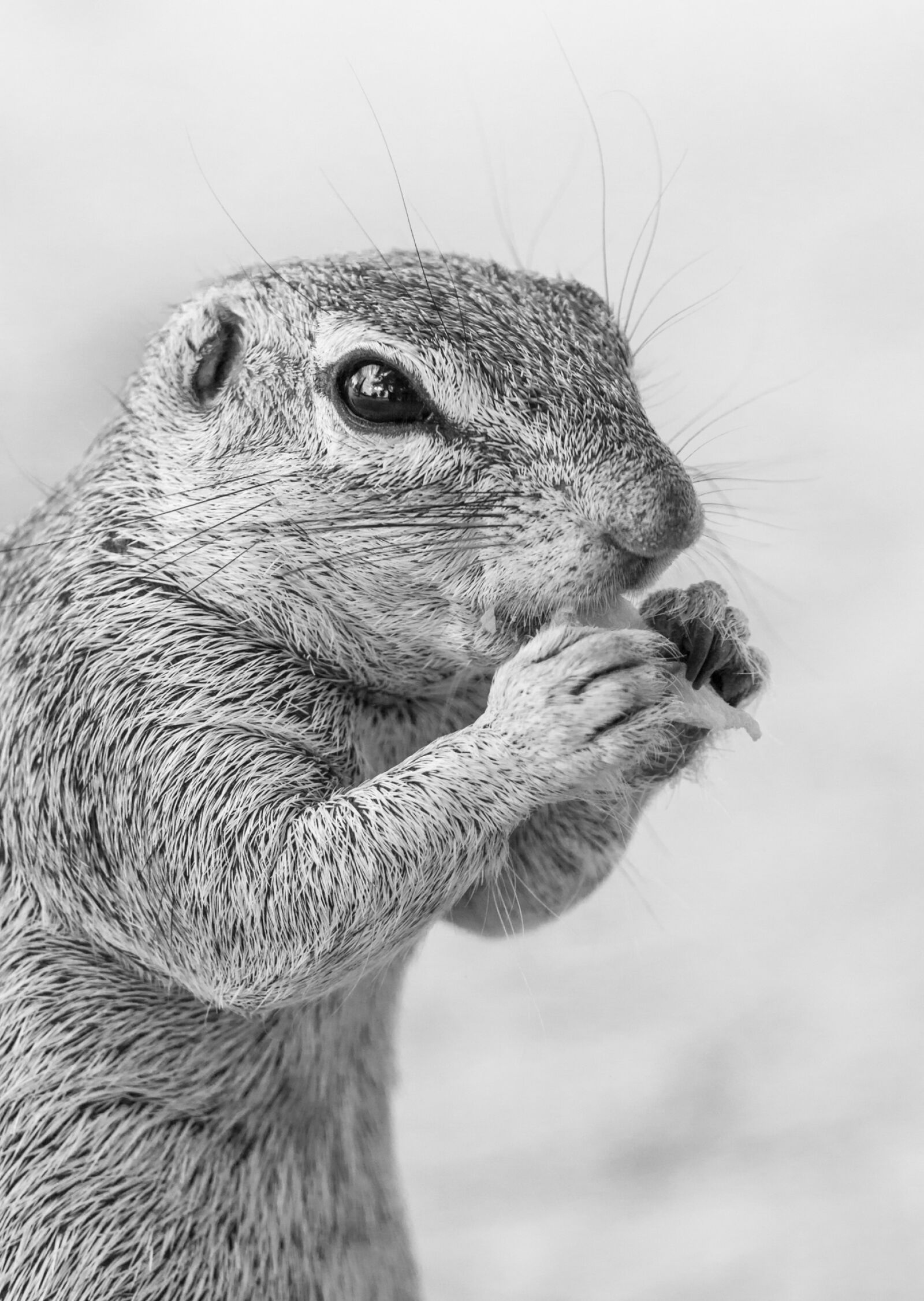 Canon EF 70-200mm F4L IS USM sample photo. Ground squirrel feeding, portrait photography