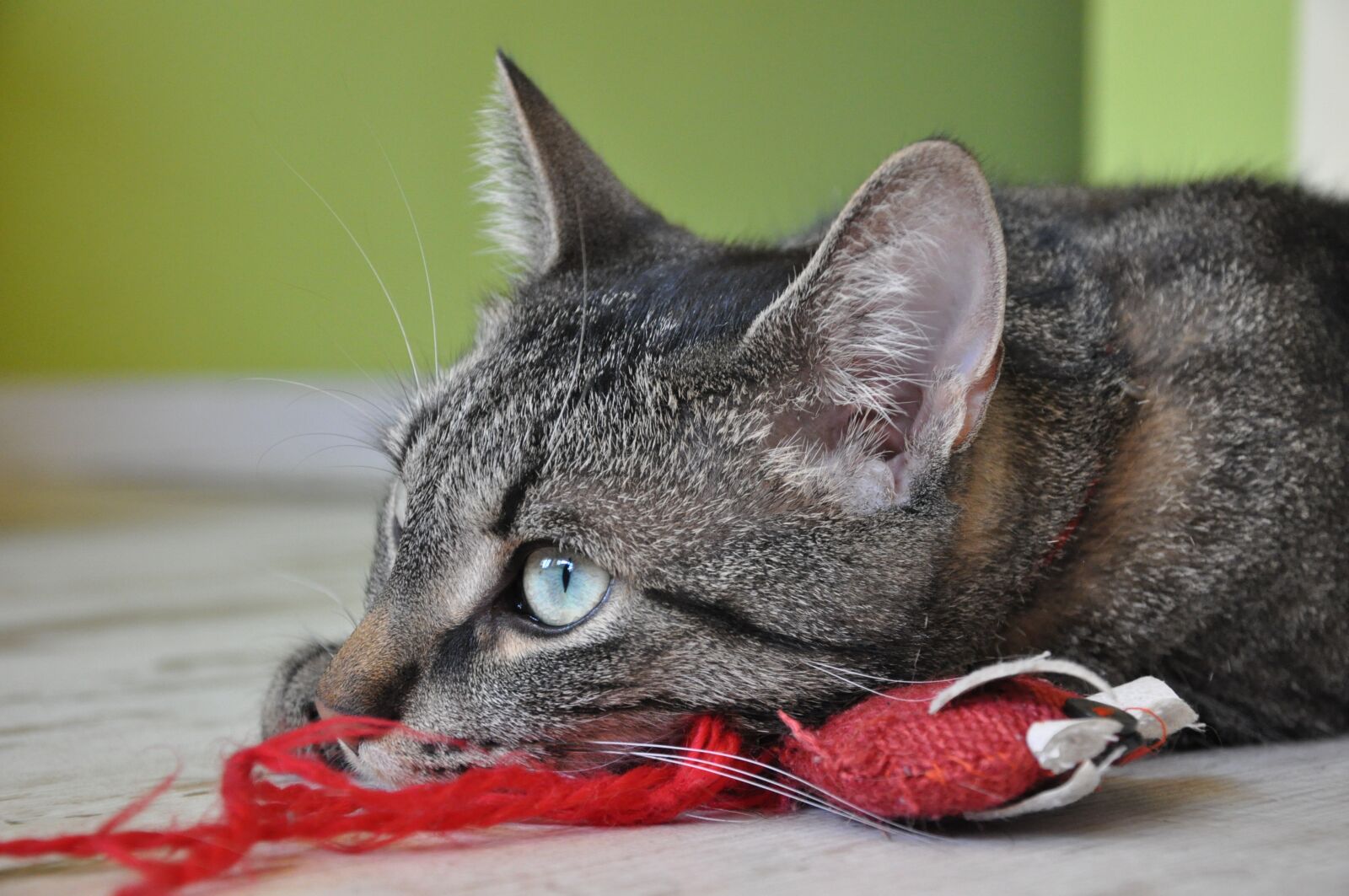 Nikon D5000 sample photo. Cat, eyes, cat's eye photography