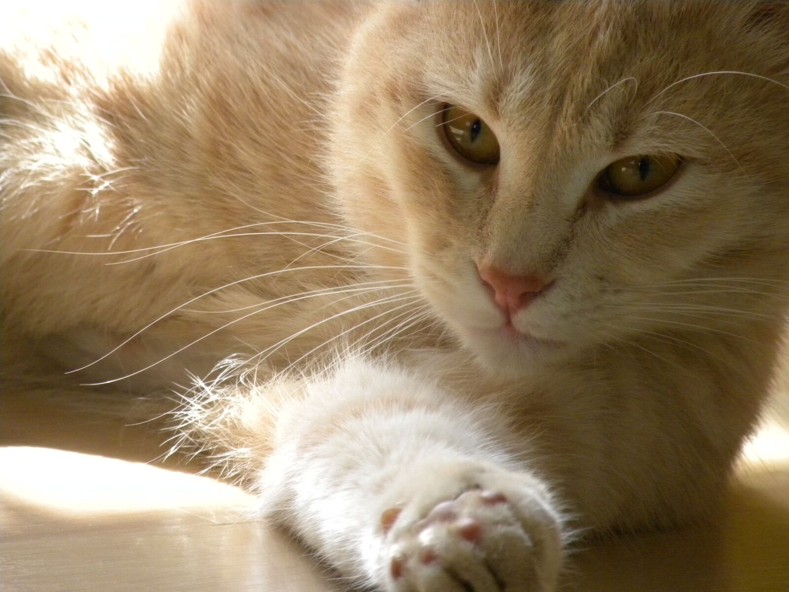 Nikon Coolpix P90 sample photo. Cat, ruby, feline photography