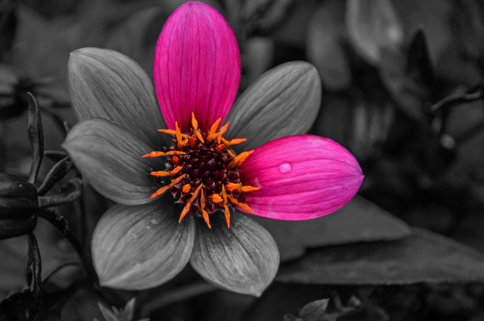 Nikon D300S sample photo. Flower, color, nature photography