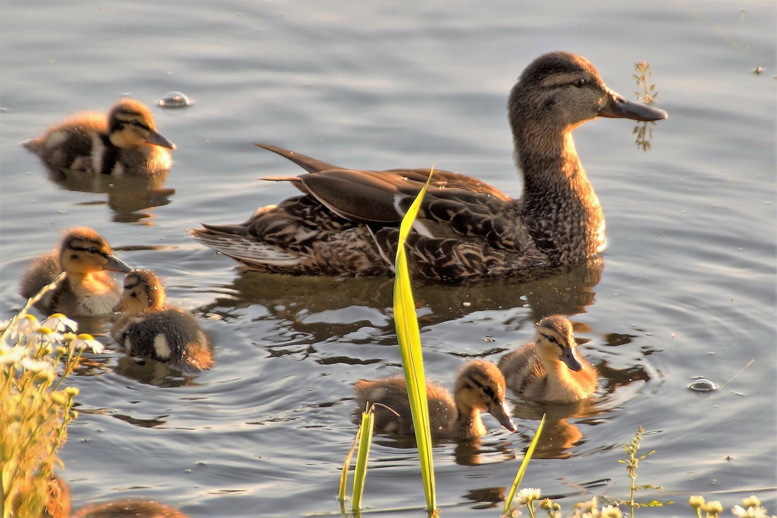 Sony SLT-A58 sample photo. Duck, water bird, wild photography