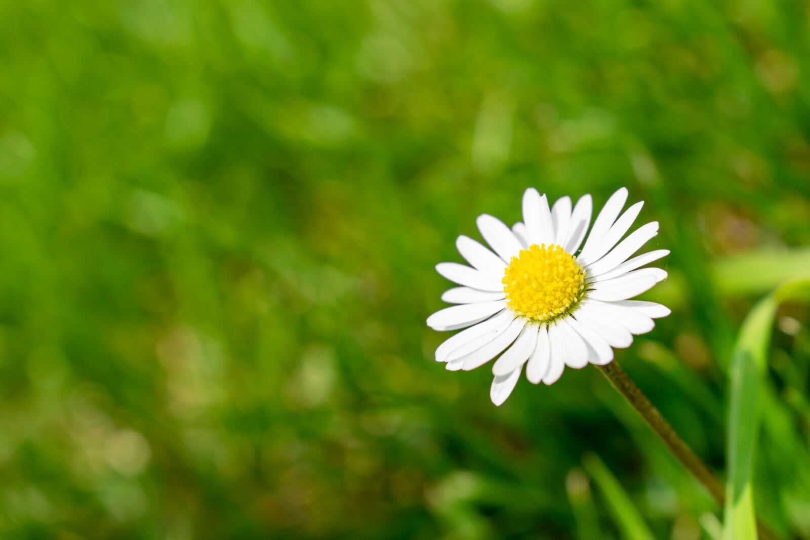 Nikon D5300 sample photo. Daisy, close up, flower photography