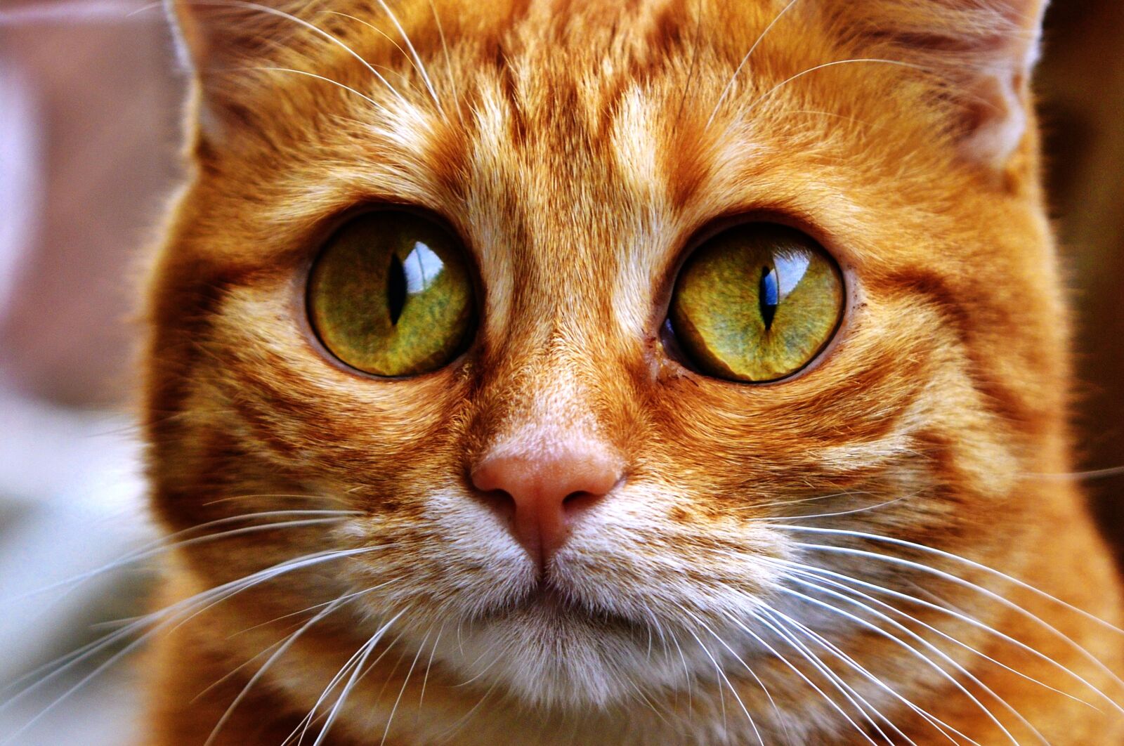 Nikon D3200 sample photo. Cat, funny, mackerel photography