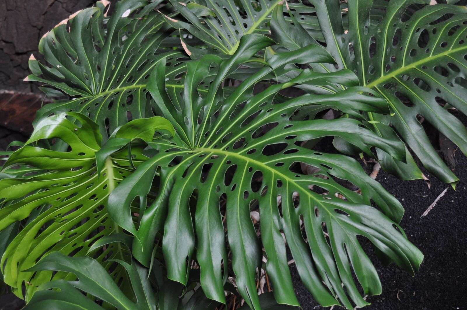 Nikon D5000 sample photo. Leaf, plant, garden photography