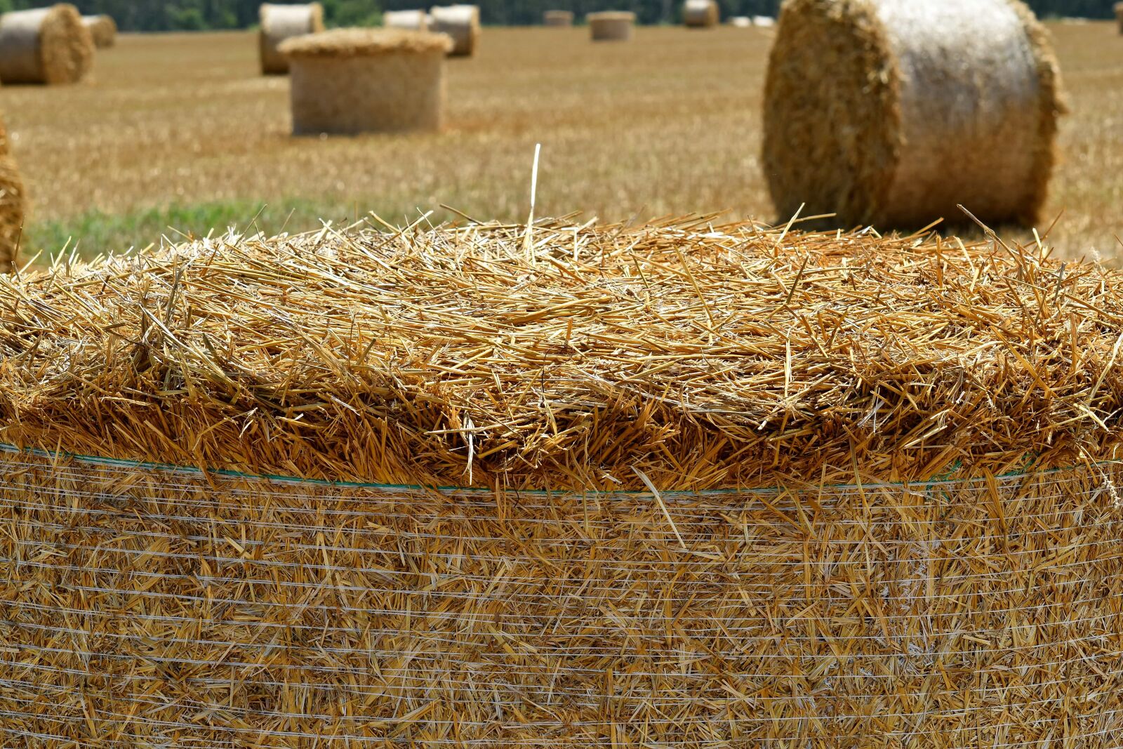 Nikon D5500 sample photo. Agriculture, countryside, farmland, field photography