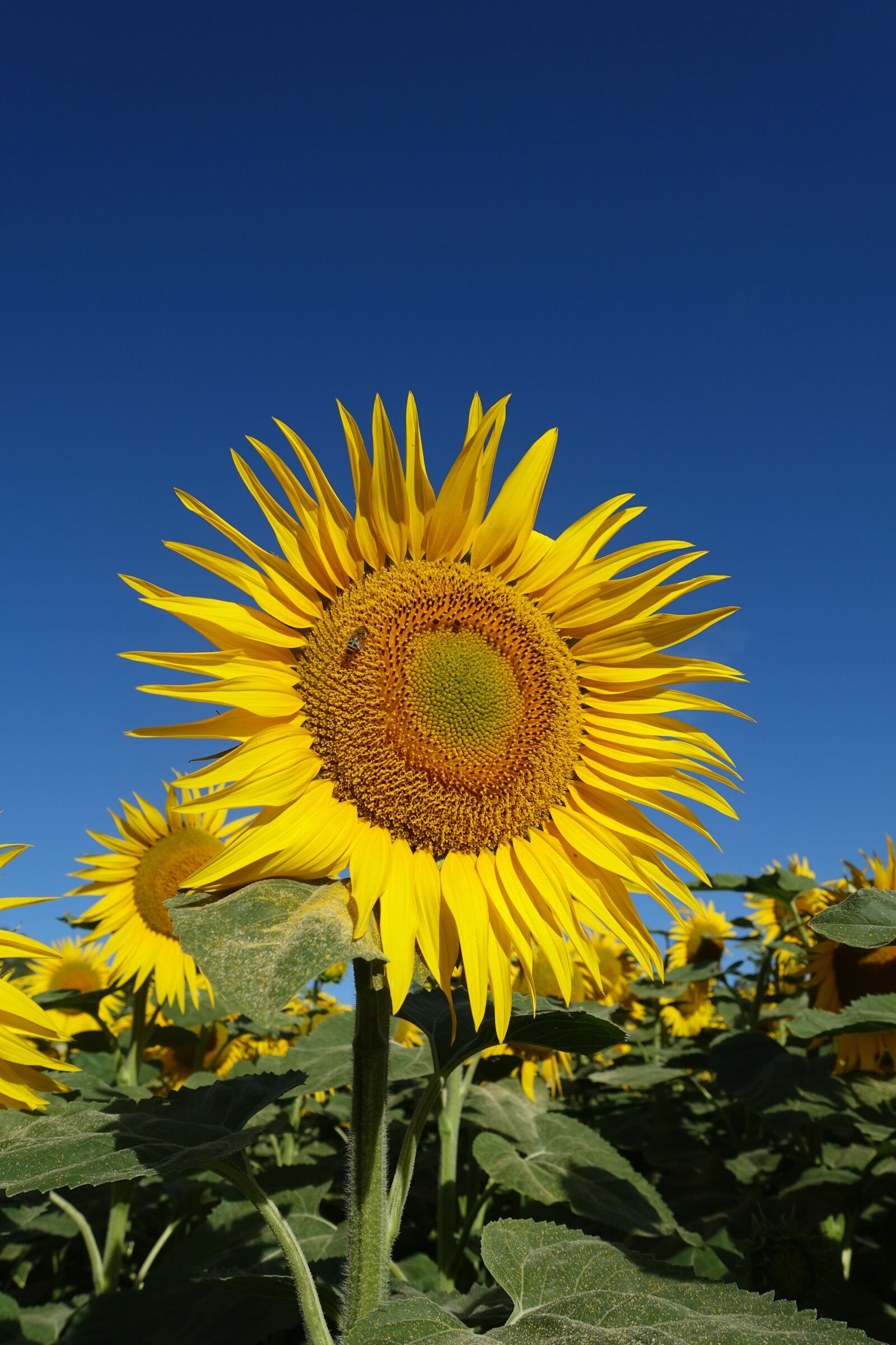 Sony Cyber-shot DSC-RX100 III sample photo. Sunflower, yellow, flower photography