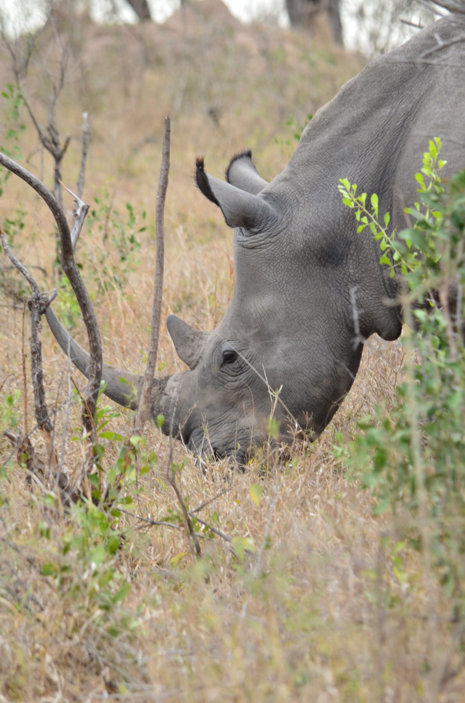 Nikon D7000 sample photo. Rhino, africa, savannah photography