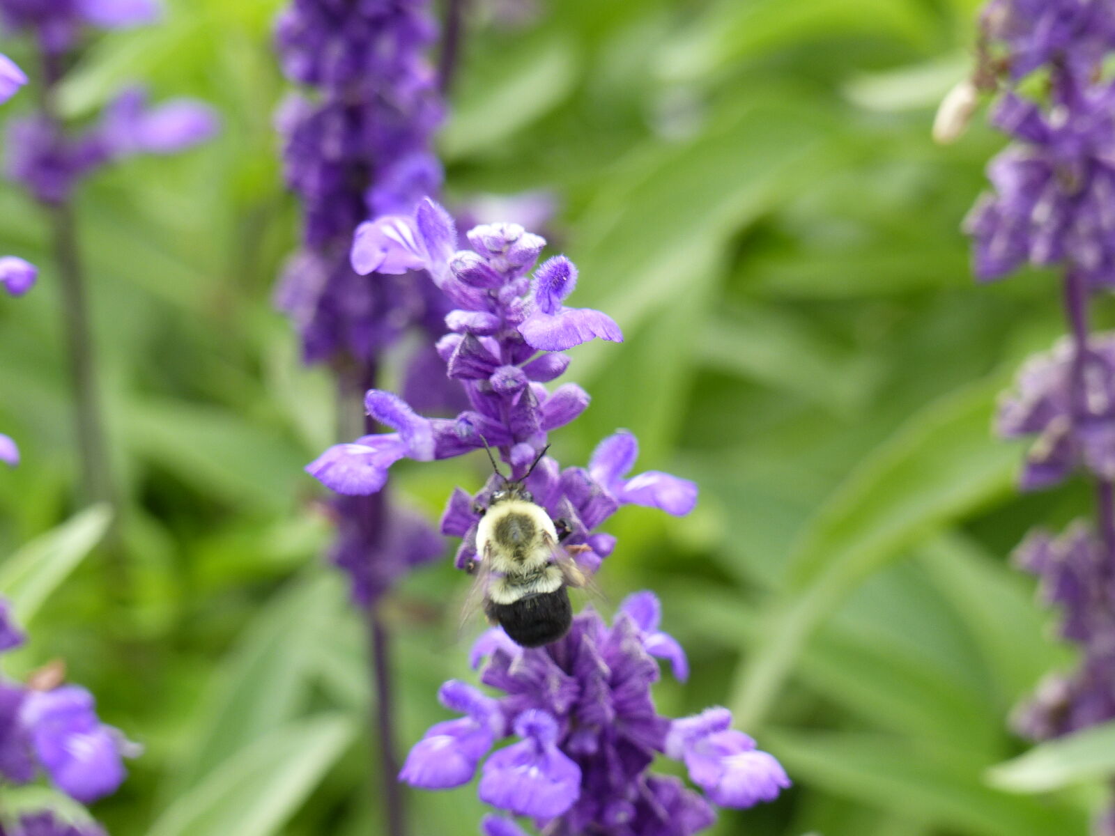 Panasonic Lumix DMC-FZ200 sample photo. Beautiful, flowers, bee, nature photography