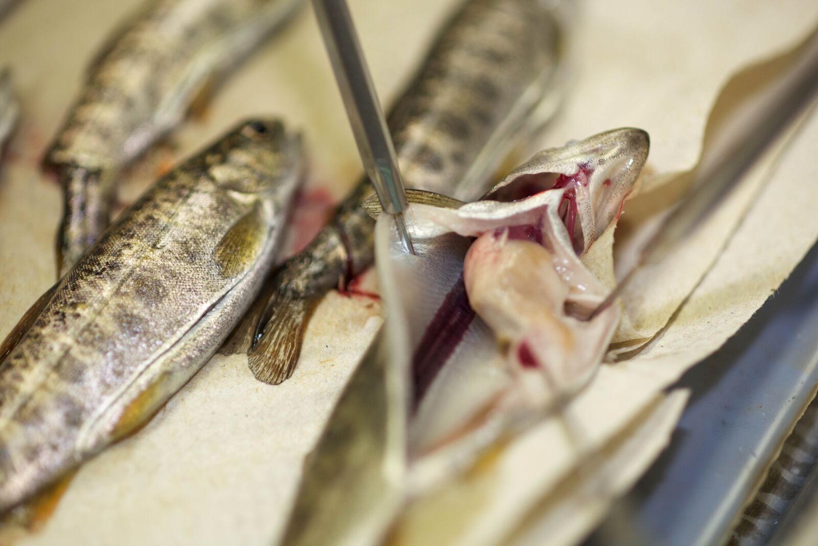 Canon EOS 5D Mark II sample photo. Health, laboratory, fish, sampling photography