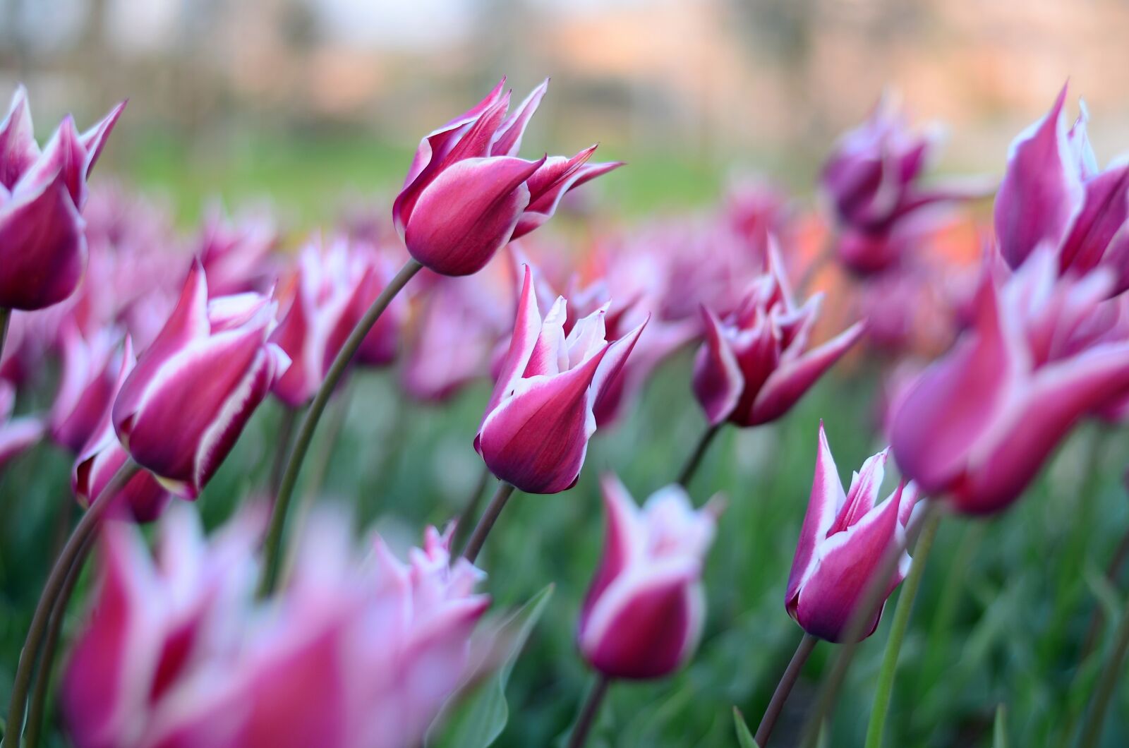 Nikon D5100 sample photo. Tulips, flower, macro photography