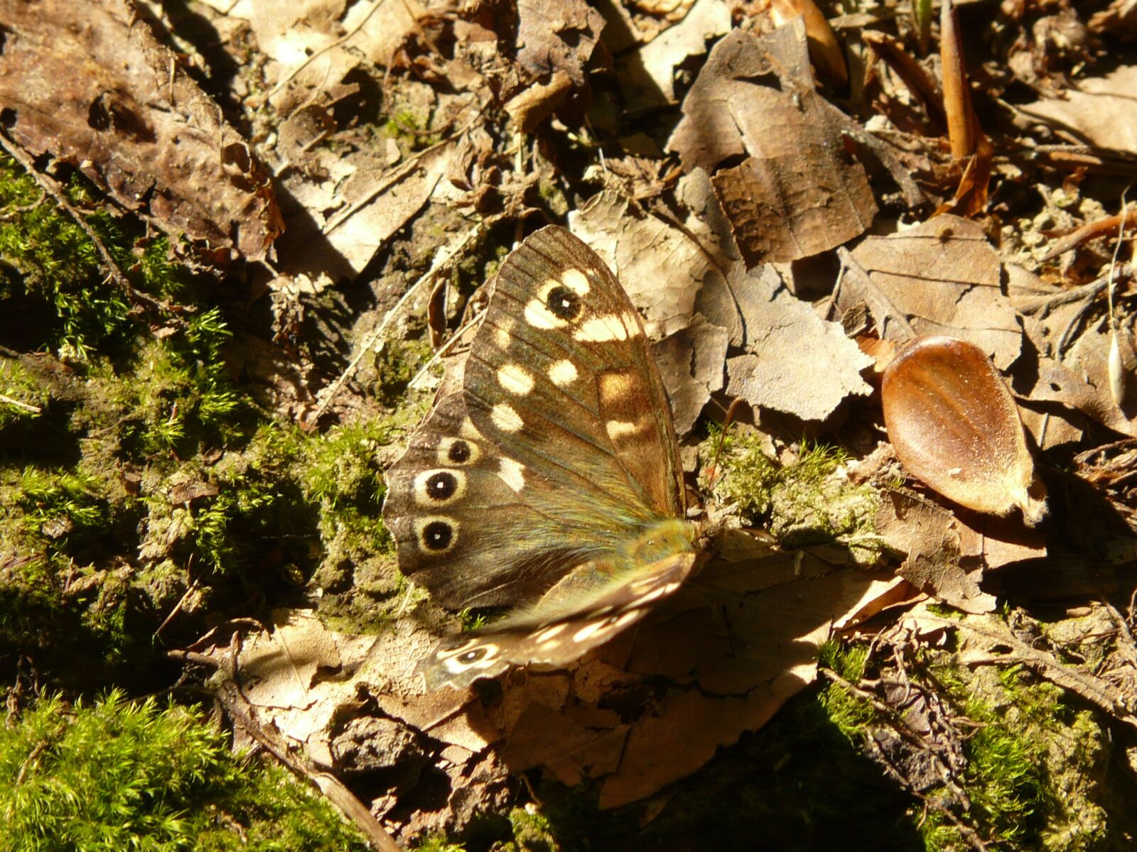 Panasonic DMC-FZ18 sample photo. Butterfly, brown, insect photography
