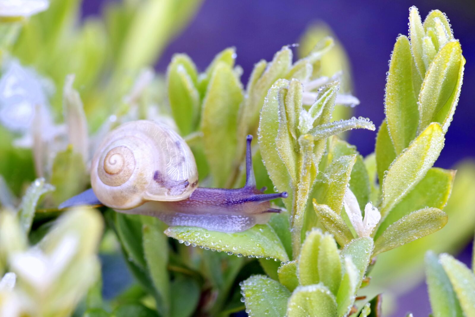 Pentax K-S2 sample photo. Snail, plant, foliage photography