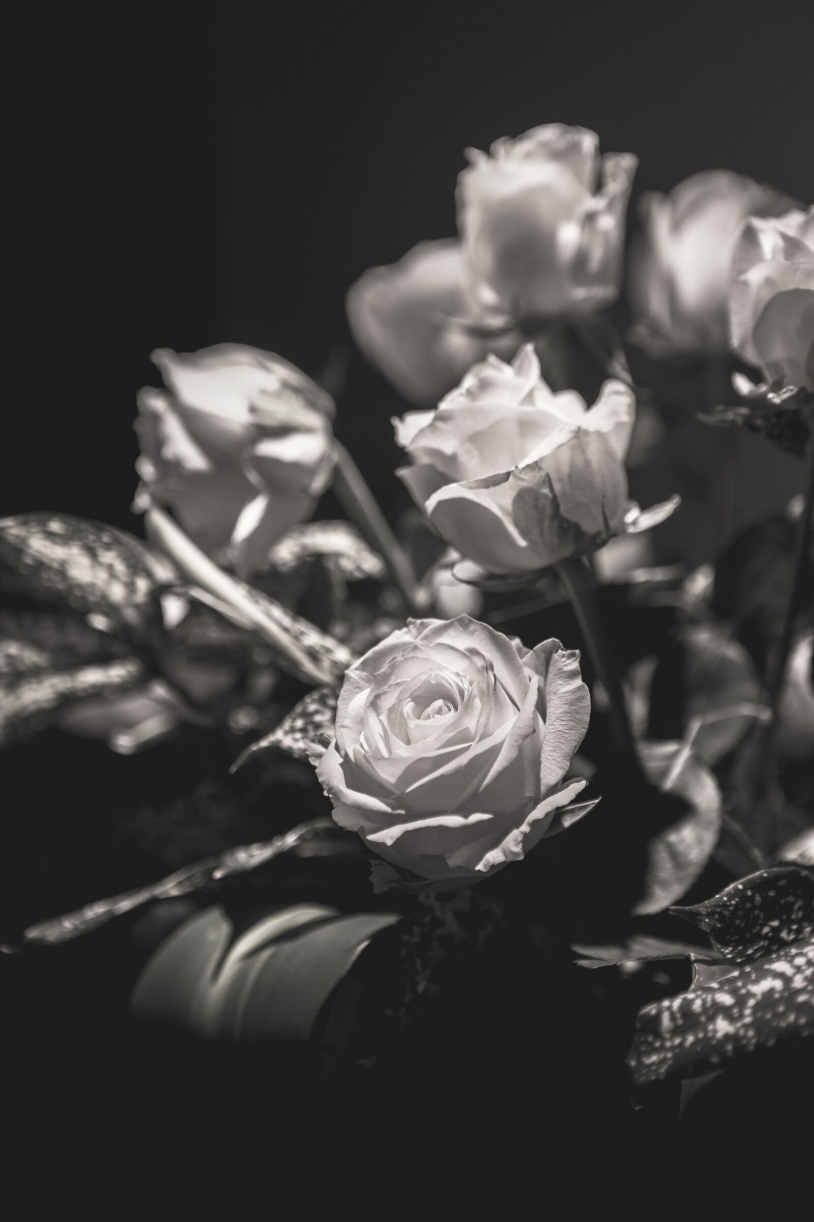 Canon EOS 5D Mark II sample photo. Flower, rose, light and photography