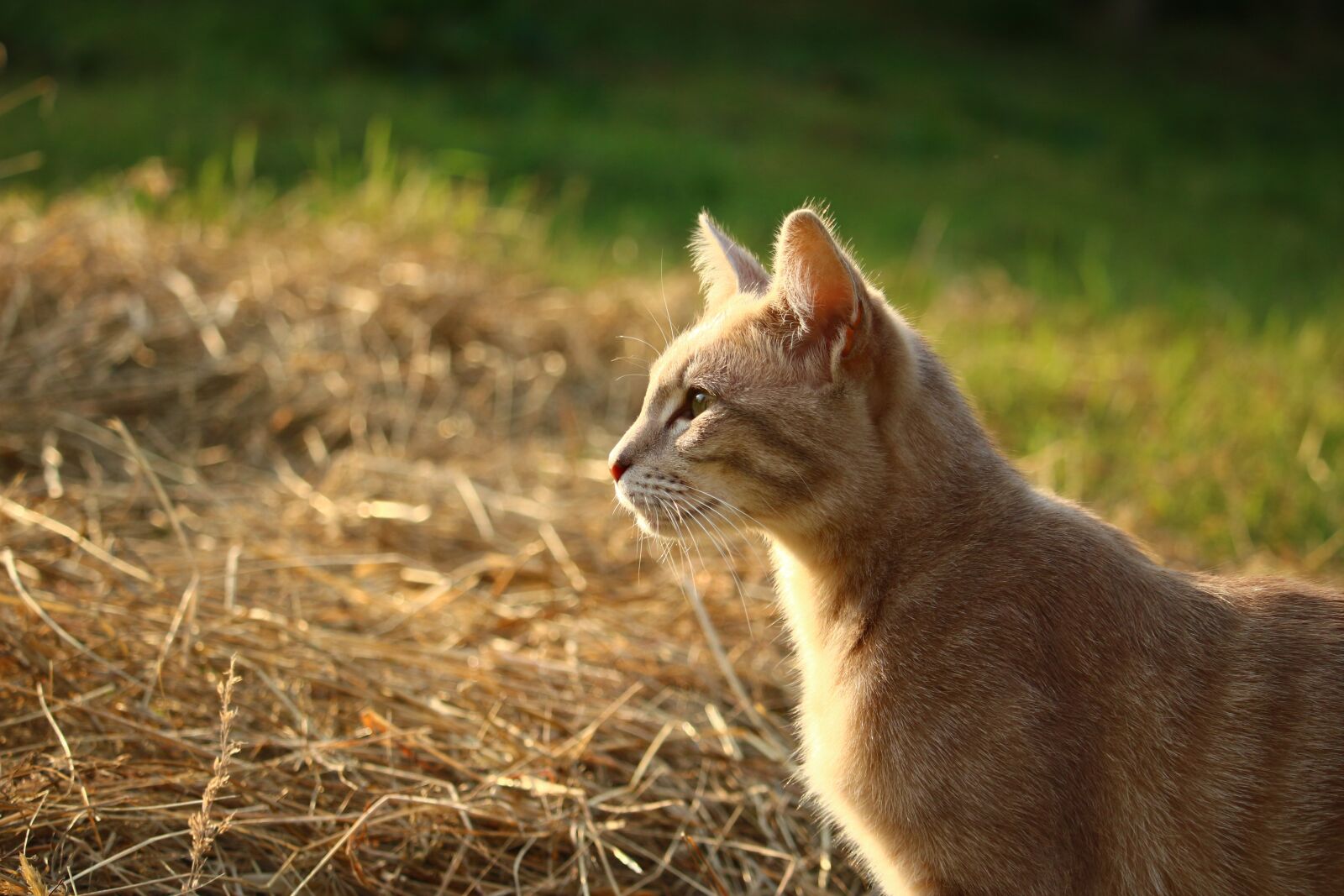 Canon EOS 100D (EOS Rebel SL1 / EOS Kiss X7) sample photo. Cat, kitten, mieze photography