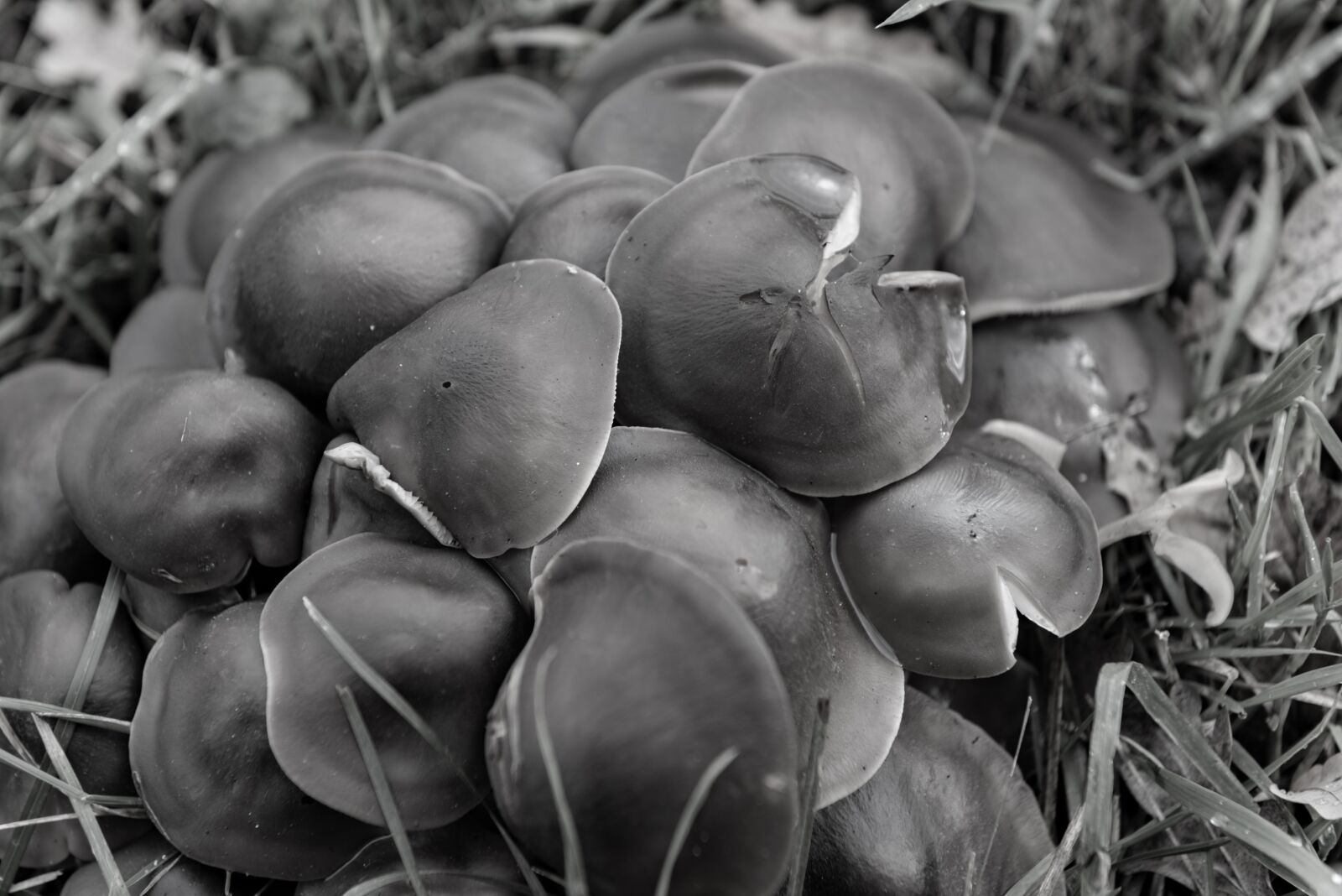 Nikon D810 sample photo. Autumn, mushroom, nature photography