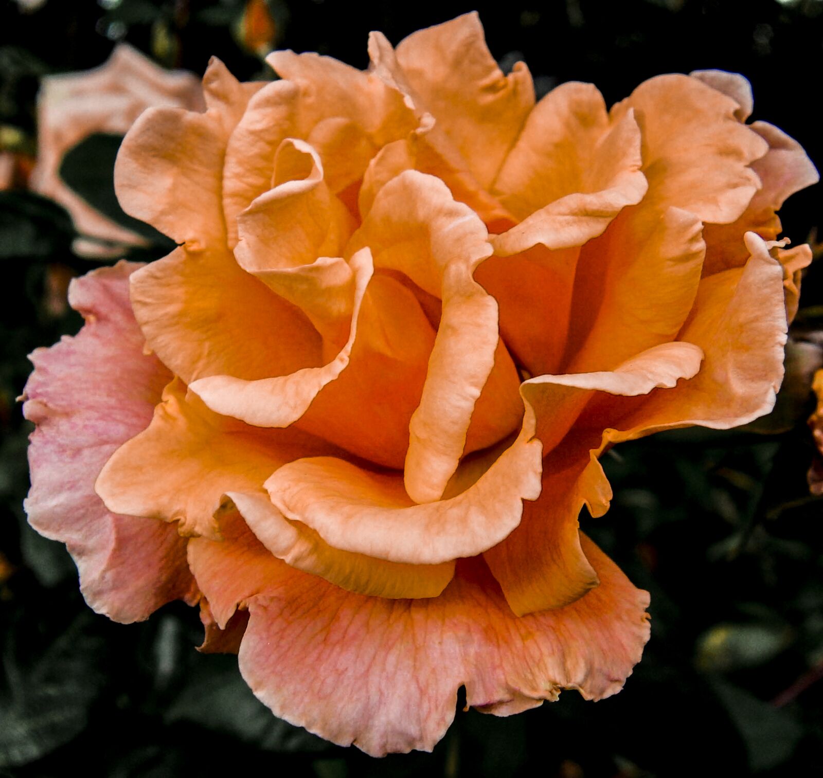 CASIO EX-FH20 sample photo. Nature, rose, summer photography