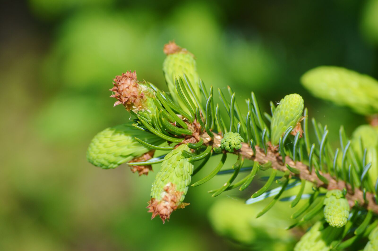 Nikon D3200 sample photo. Pine branch, engine, needles photography