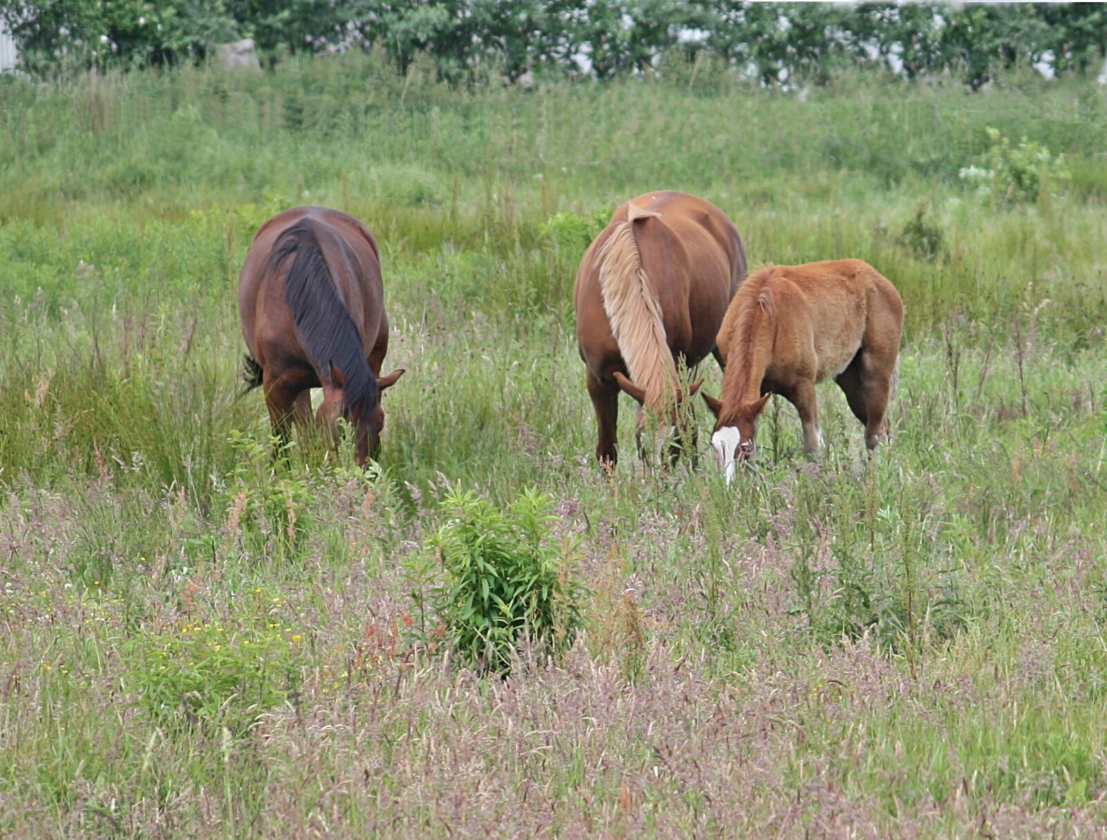 Canon EOS 450D (EOS Rebel XSi / EOS Kiss X2) sample photo. Horses, summer meadow, hage photography