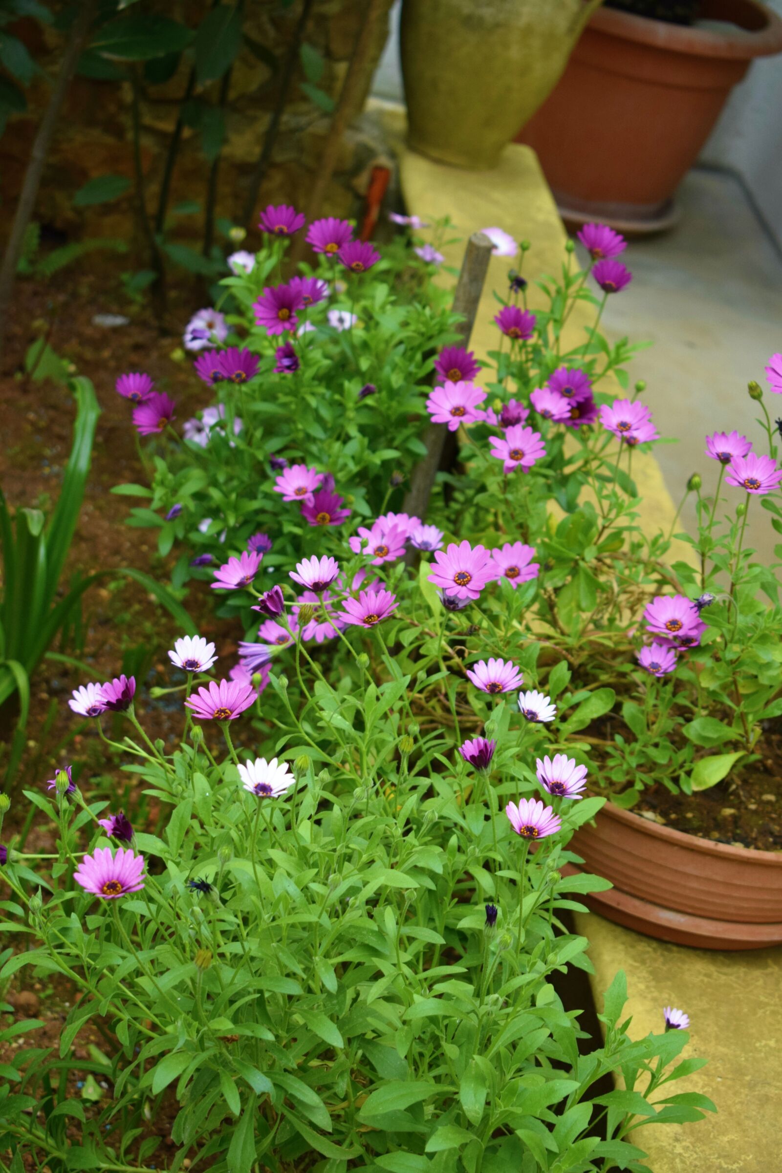 Nikon D5300 sample photo. Flower, plant, garden photography