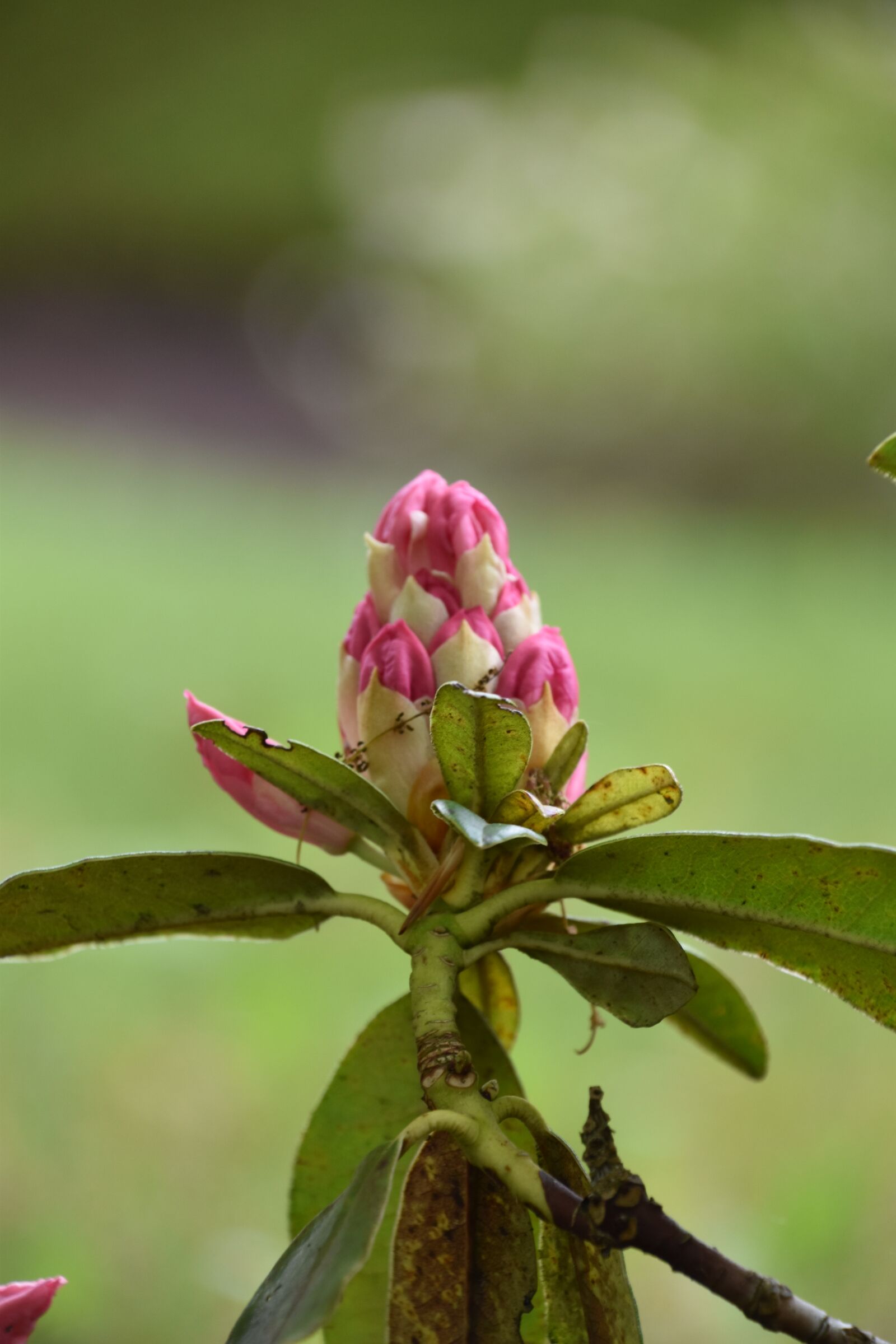 Nikon D5600 sample photo. Nature, plant, flower photography