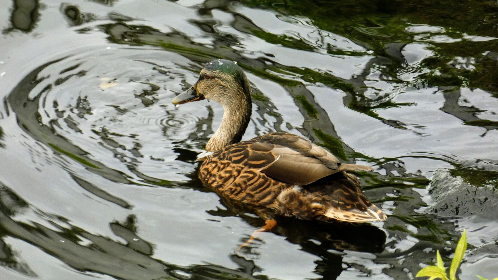 Panasonic Lumix DC-FZ80 (Lumix DC-FZ82) sample photo. Duck, bird, nature photography