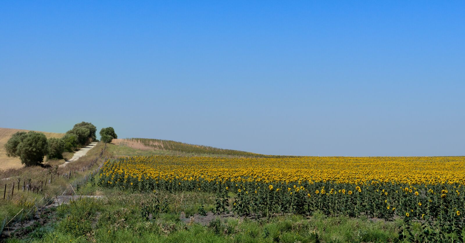 Panasonic Lumix G X Vario 12-35mm F2.8 ASPH Power OIS sample photo. Sunflowers, field, landscape photography