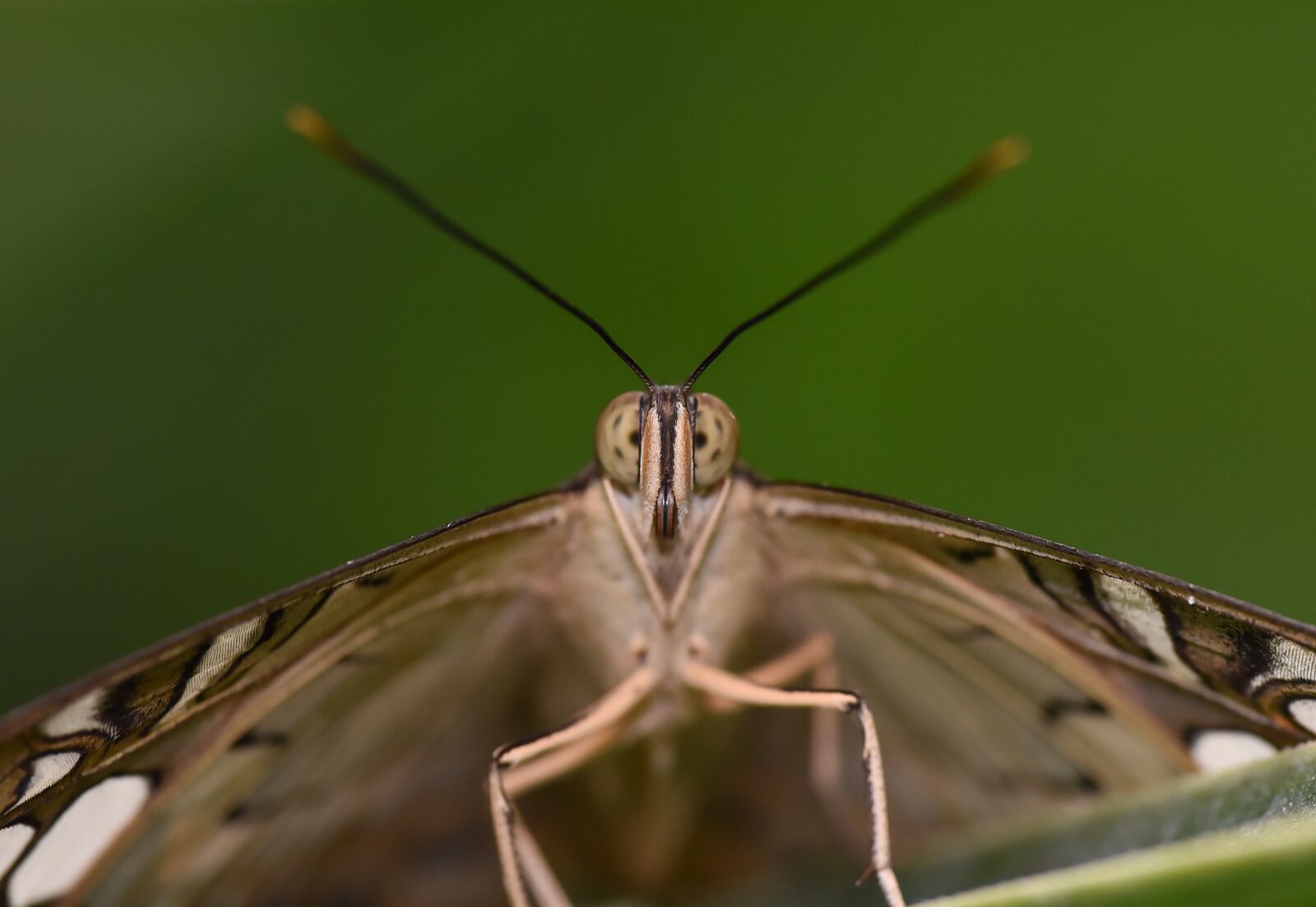 Nikon D750 sample photo. Garden, spring, butterfly photography