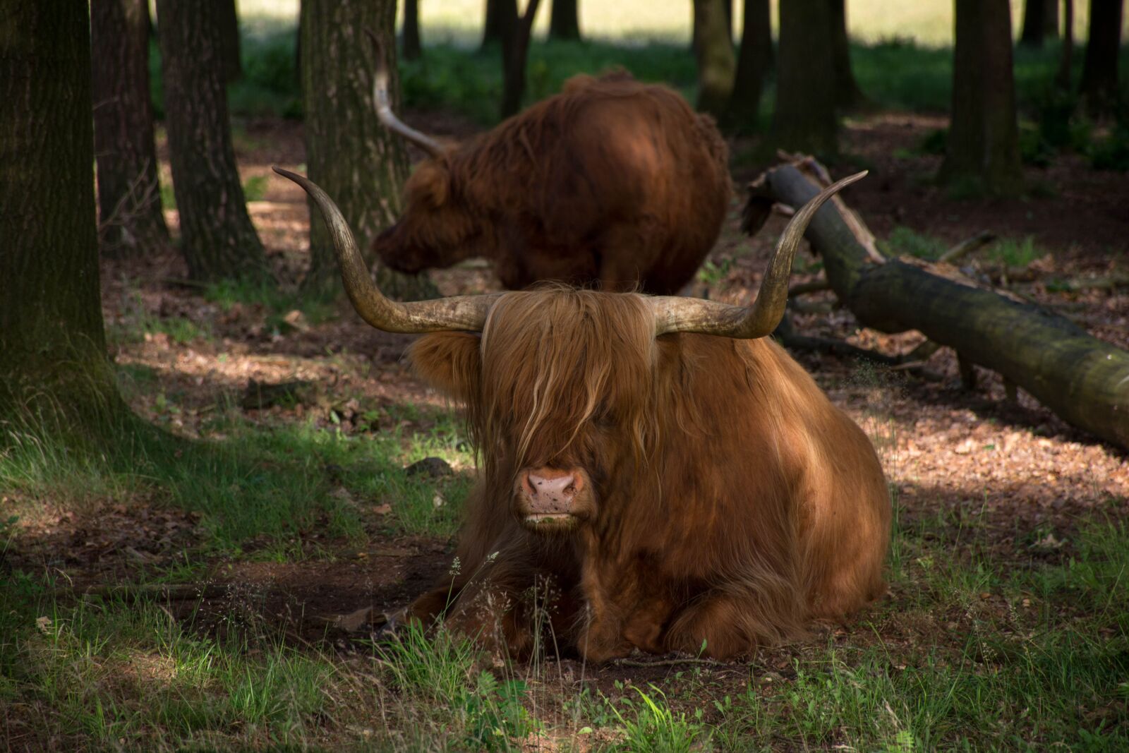 Nikon D7200 sample photo. Mammals, wood, nature photography