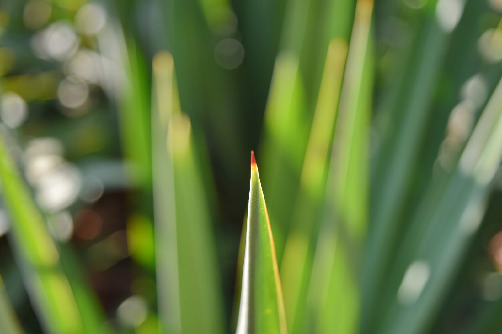 Nikon D5500 sample photo. Focus, green leaves, blur photography