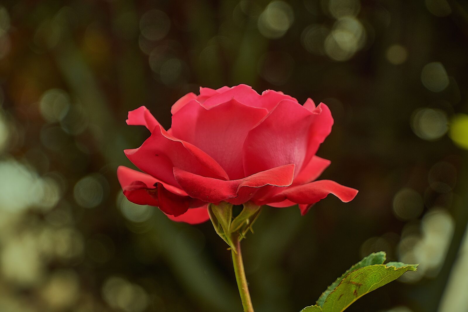 Nikon D7200 sample photo. Rosa, red, garden photography