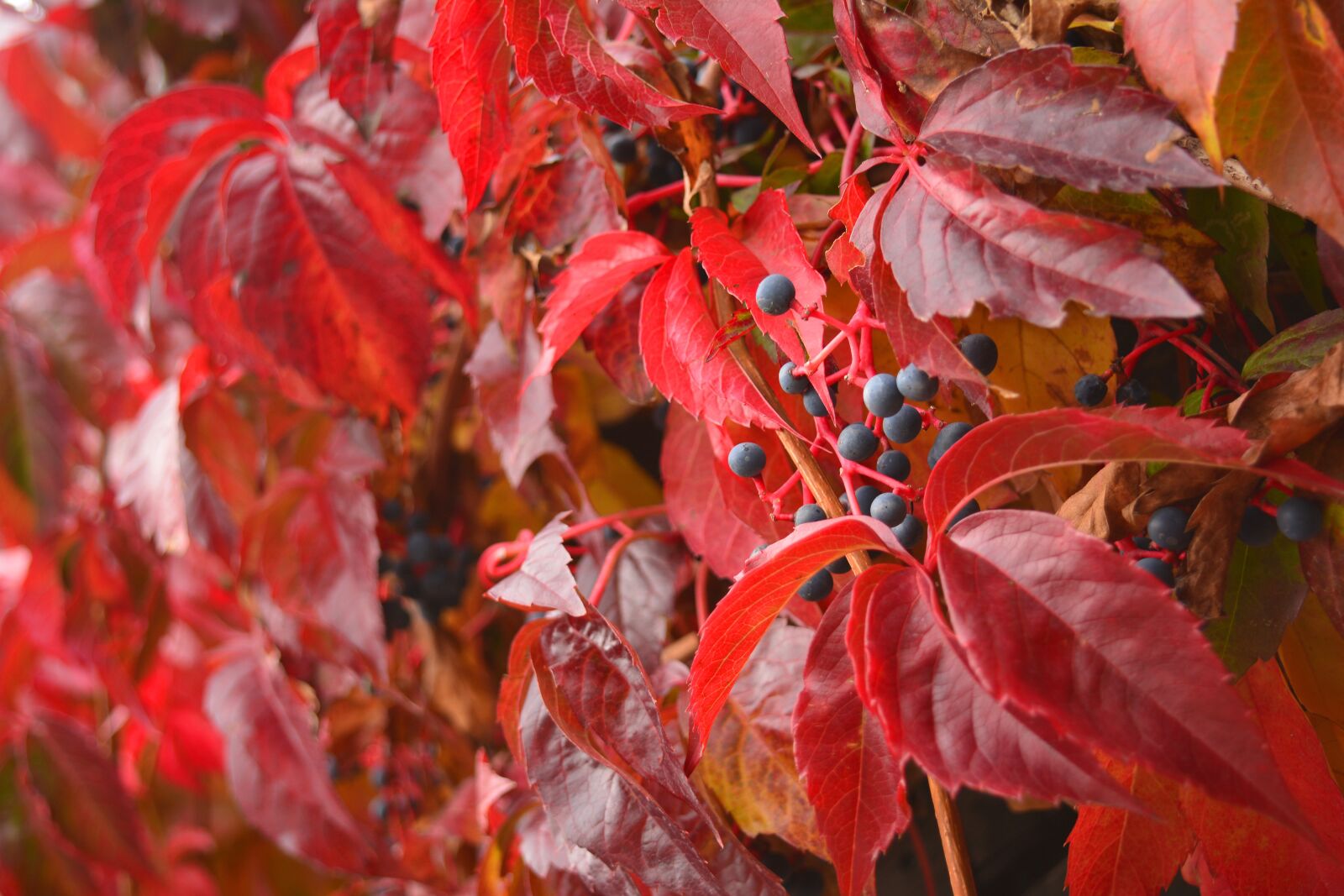 Nikon D5200 sample photo. Parthenocissus quinquefolia, autumn, red photography