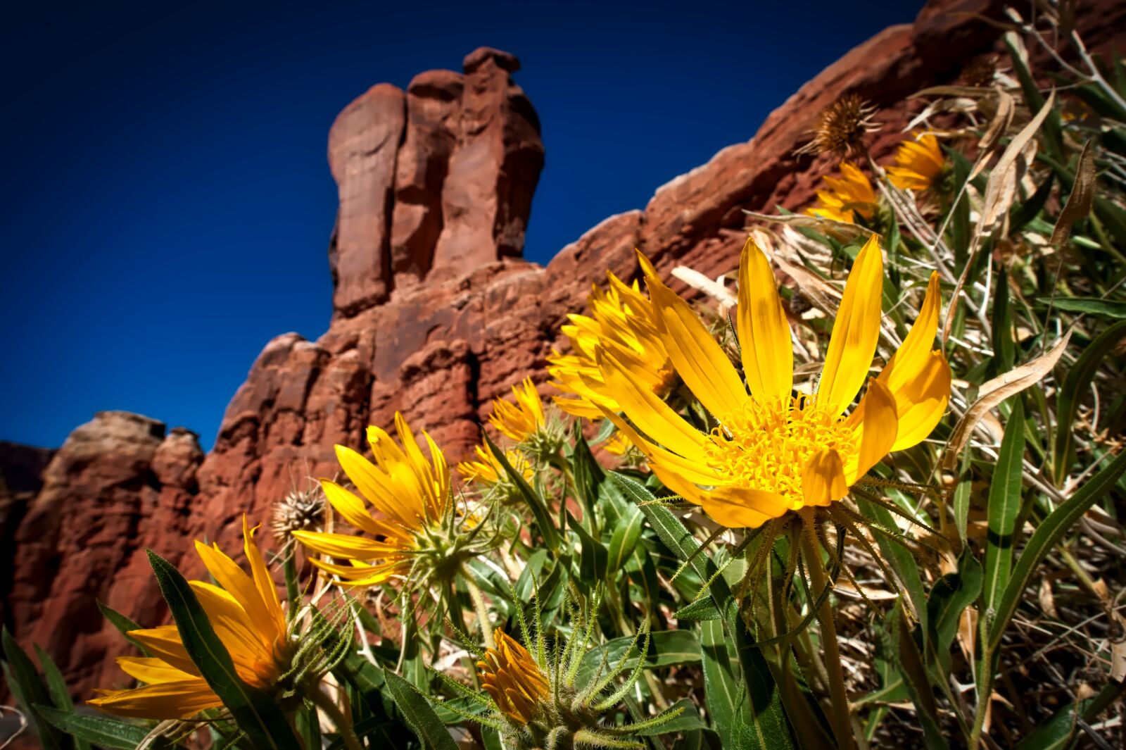 Nikon D3 sample photo. Arches national park, utah photography