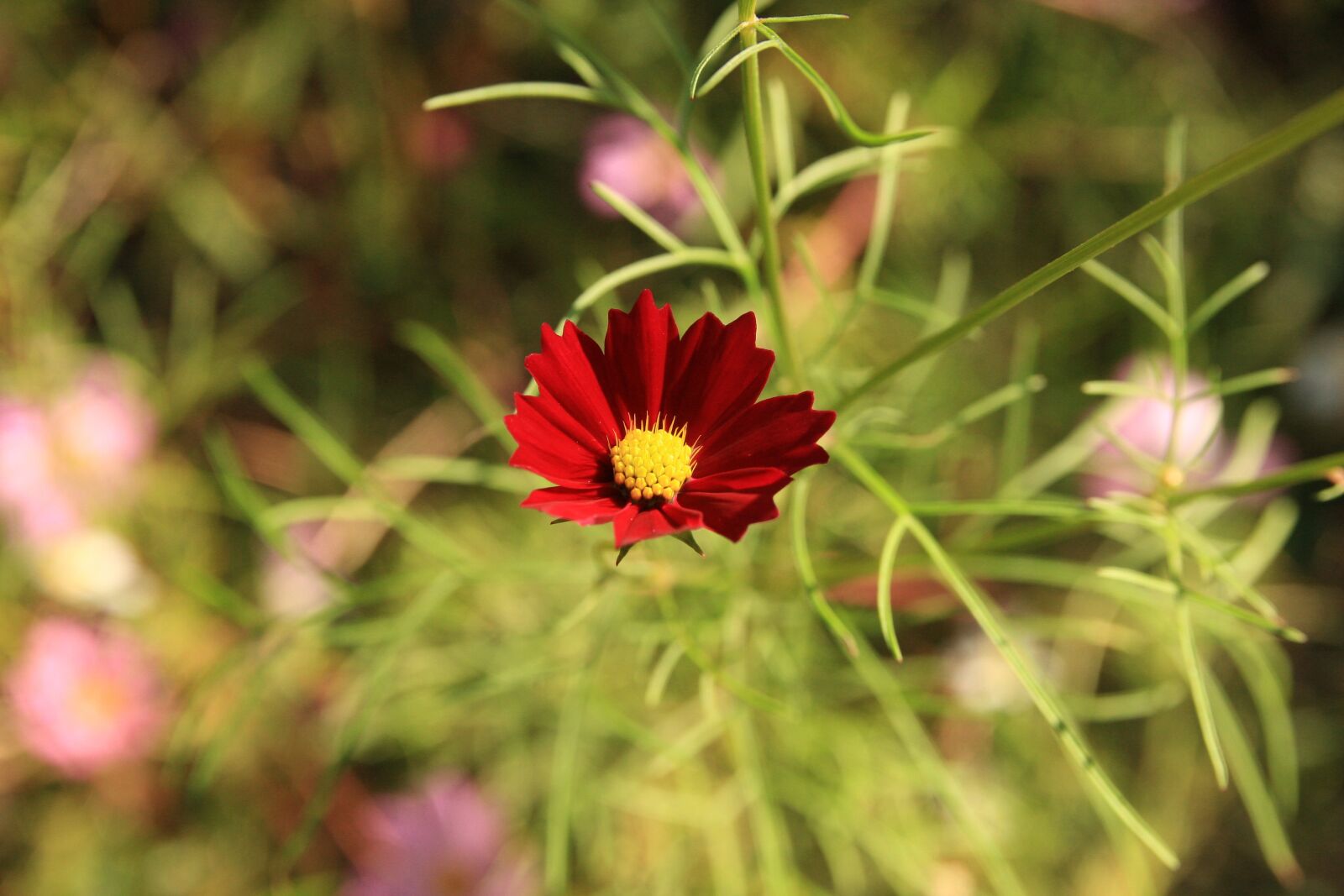Canon EOS 40D sample photo. Cosmos, autumn, beautiful photography