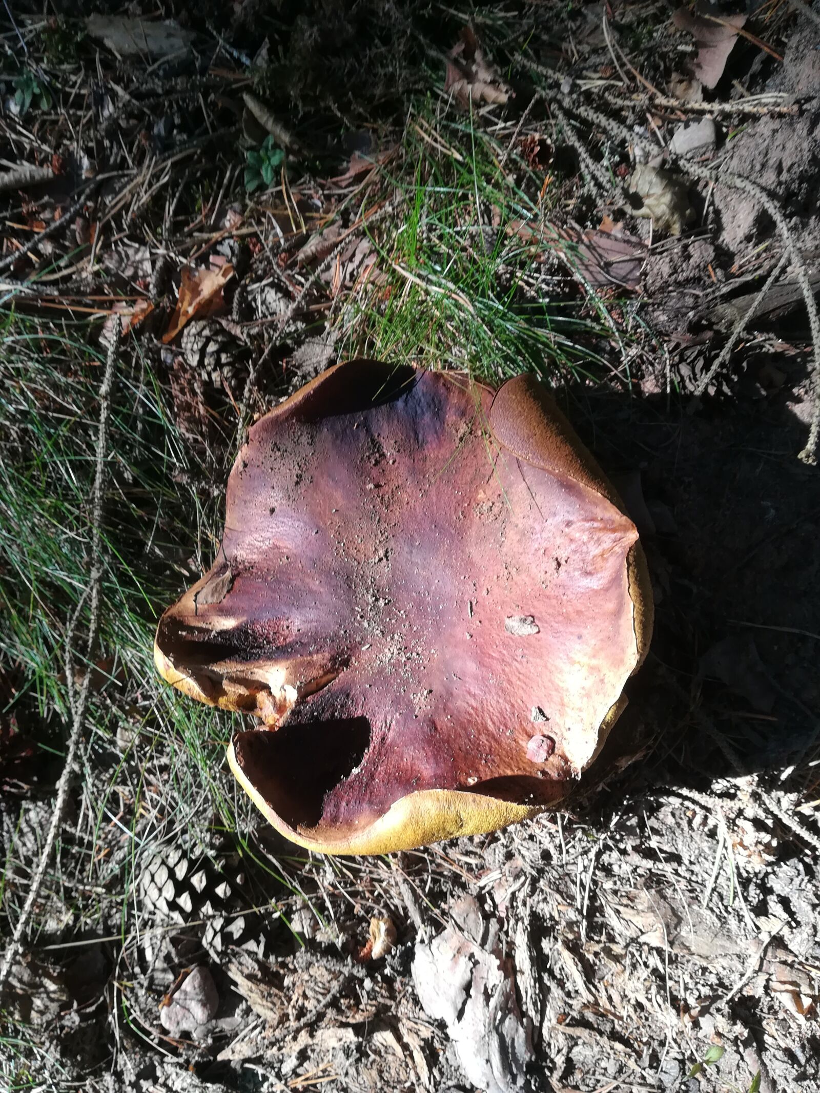 HUAWEI PRA-LX1 sample photo. Mushroom, nature, forest photography