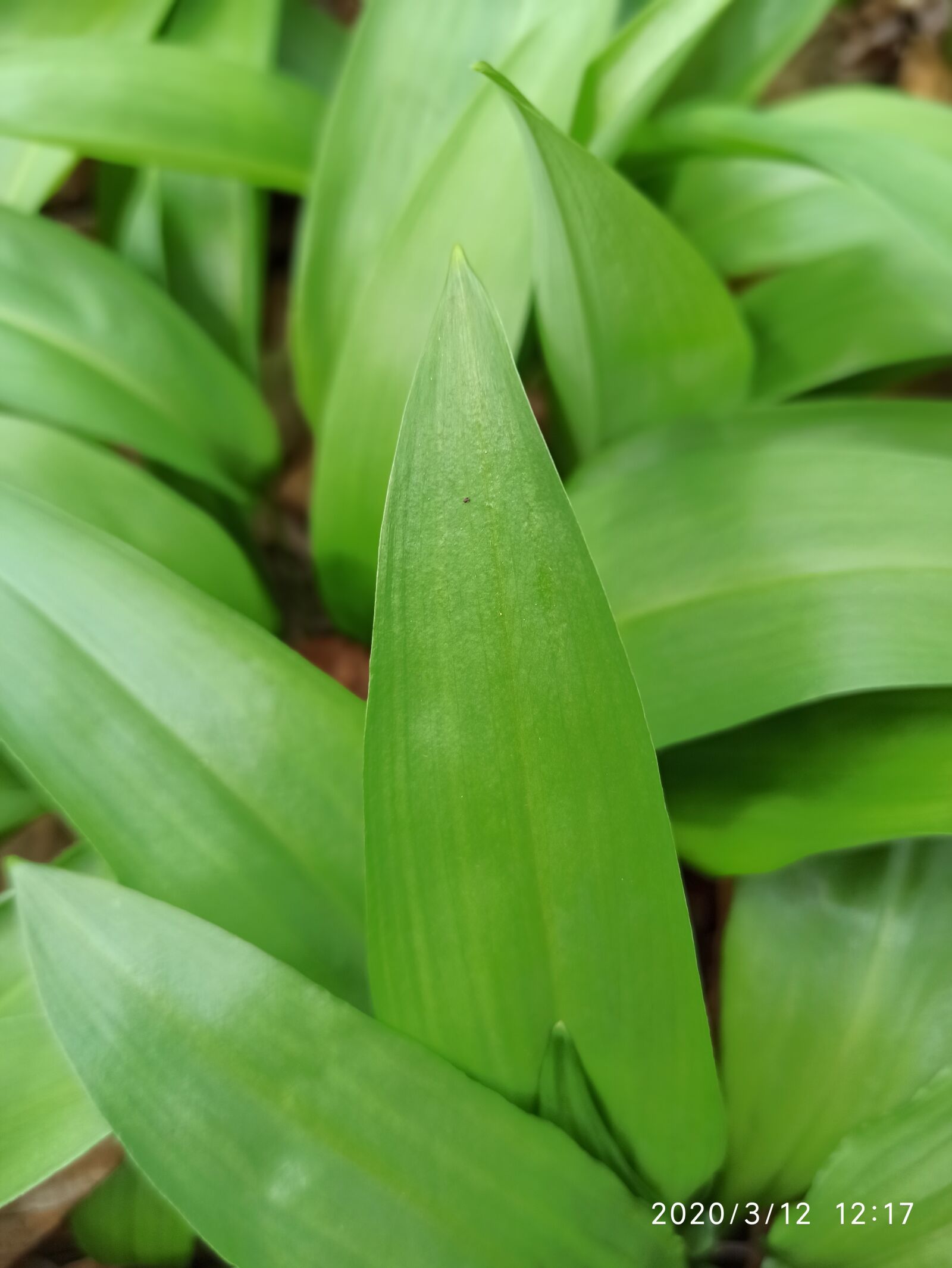 Xiaomi Redmi Note 8 Pro sample photo. Wild garlic forest, wienerwald photography