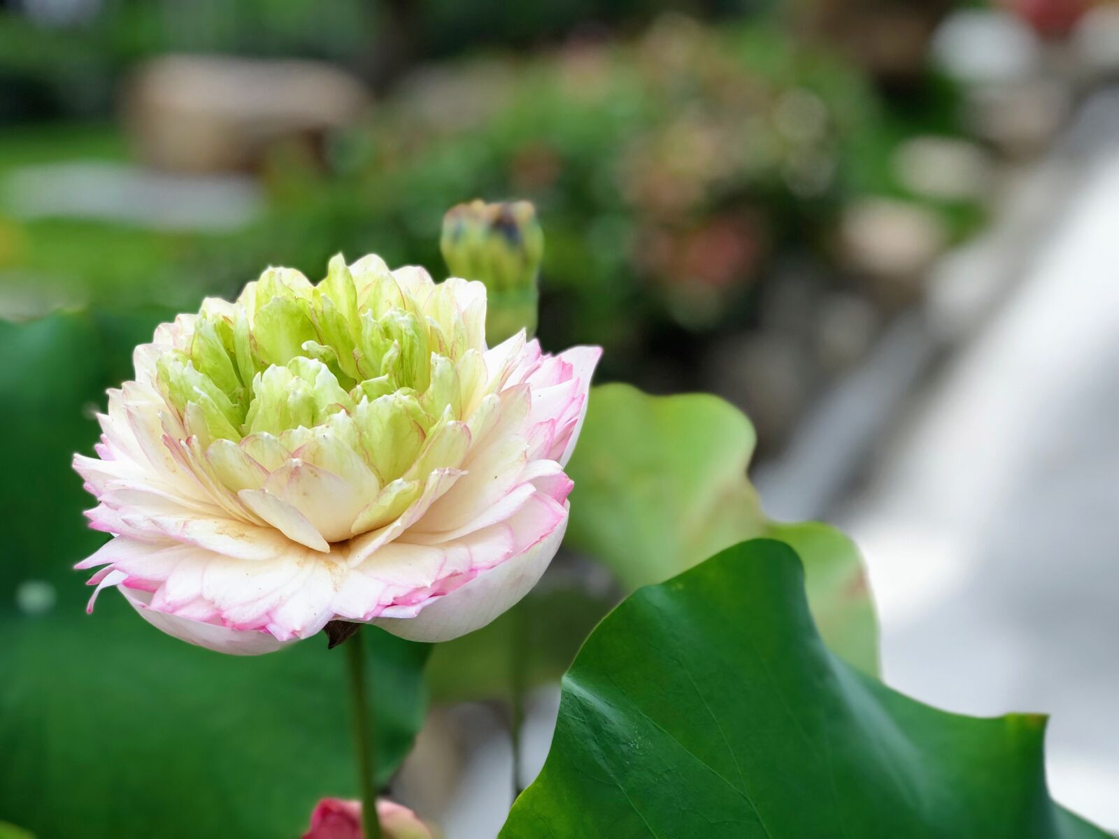 iPhone 8 Plus back dual camera 6.6mm f/2.8 sample photo. Lotus, bloom, spring photography