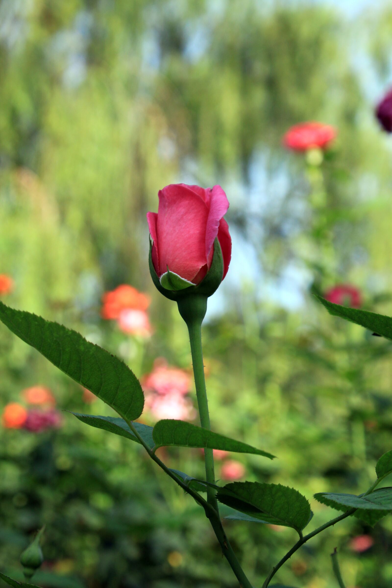 Canon EOS 50D sample photo. Rose, red flower, flowers photography