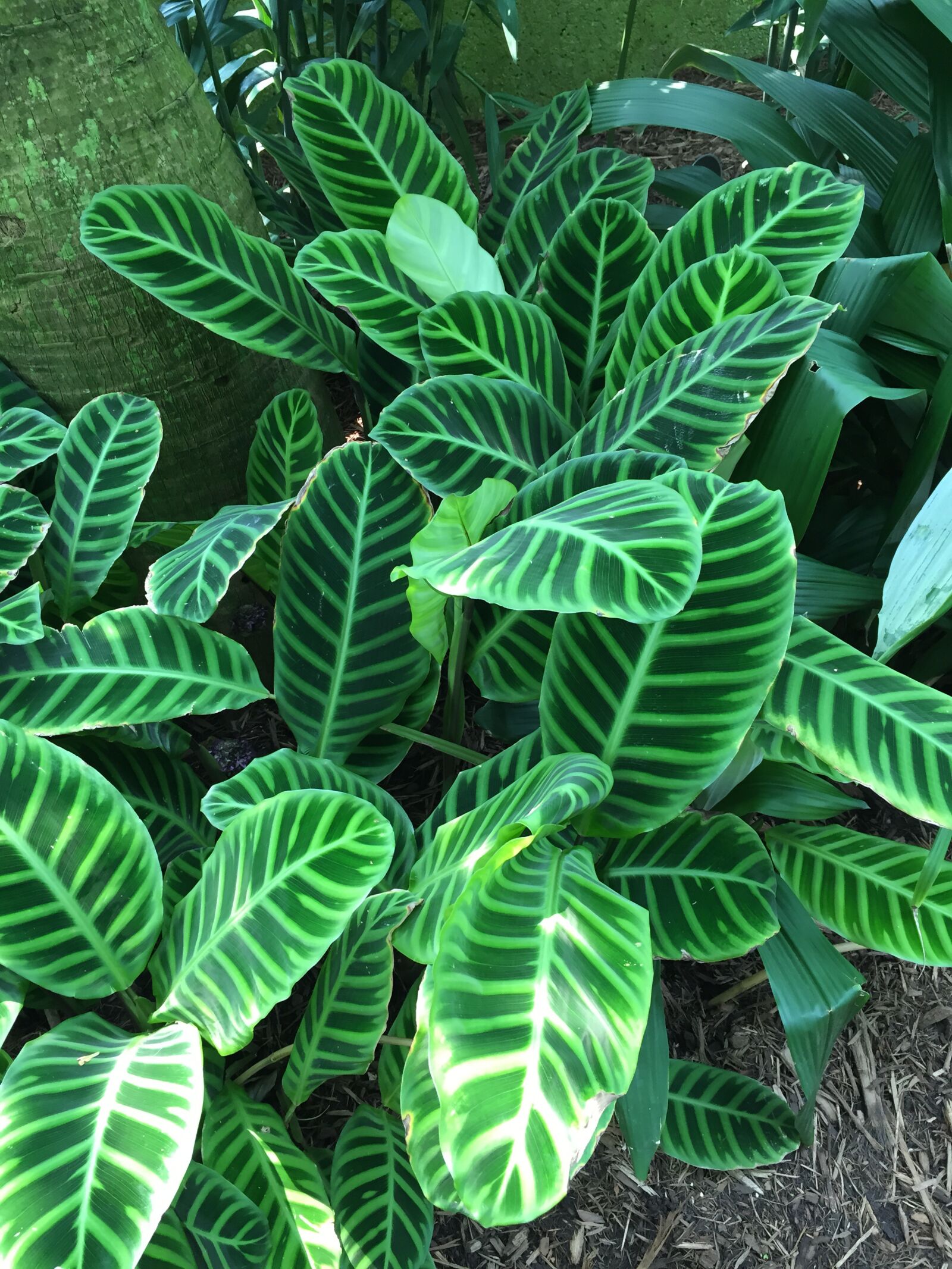 iPhone 6 back camera 4.15mm f/2.2 sample photo. Plant, variegated, leaves photography