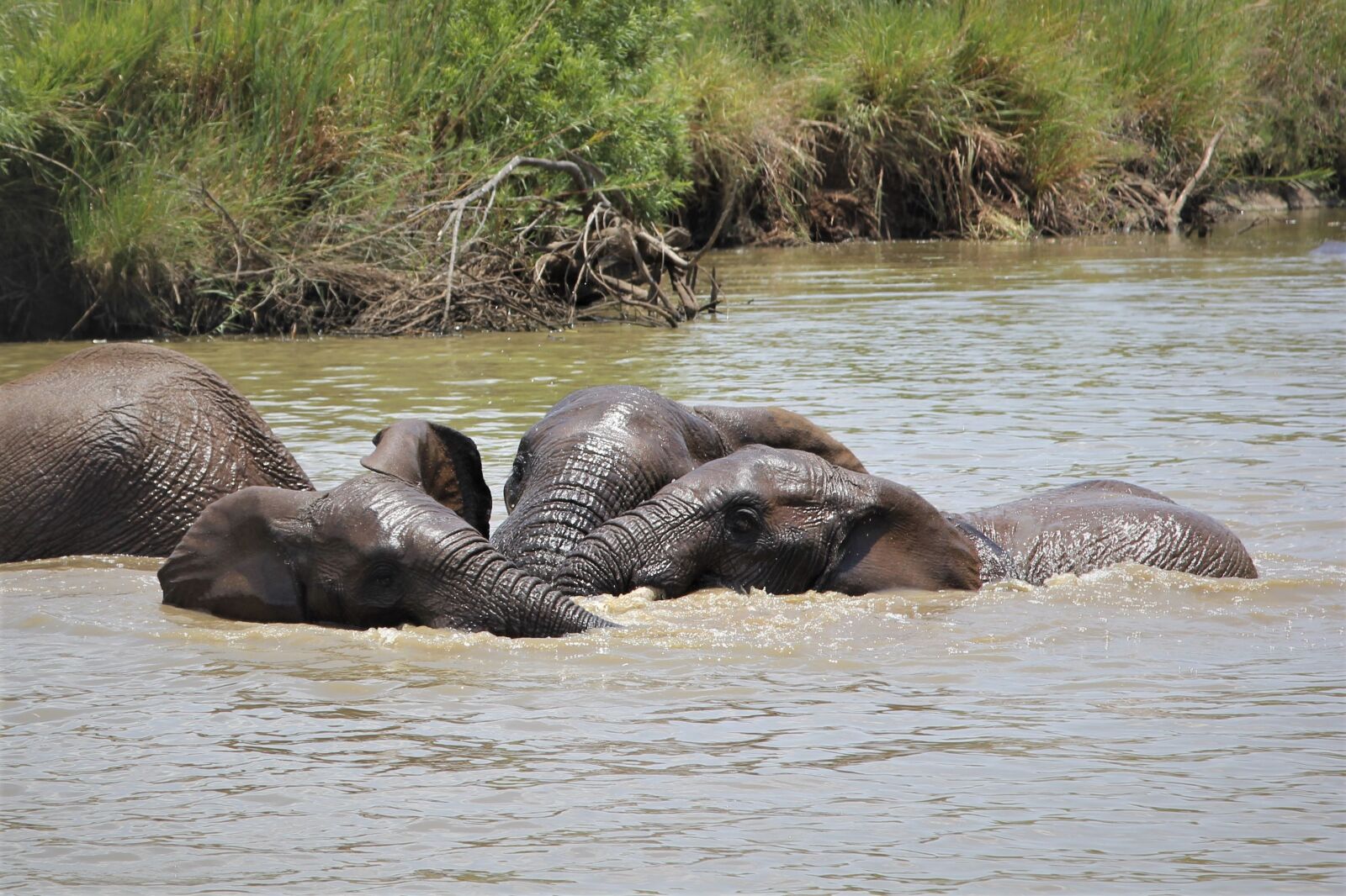 Canon EOS 60D sample photo. African, elephants, swimming photography