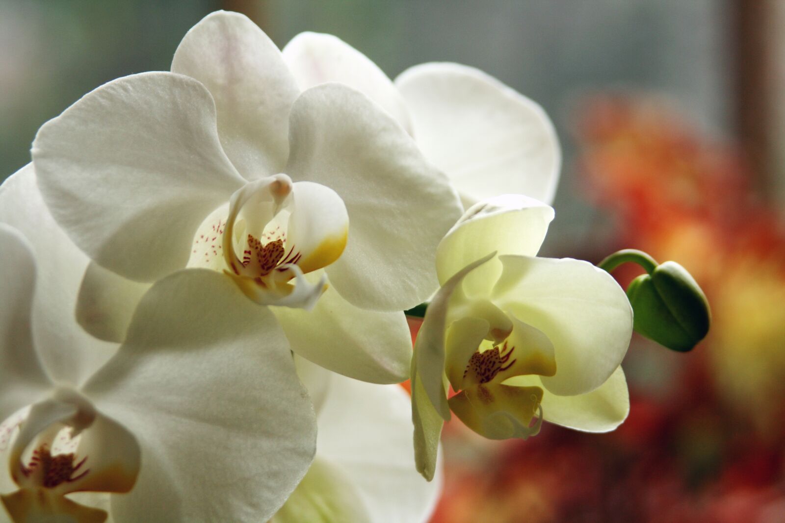Canon EOS 400D (EOS Digital Rebel XTi / EOS Kiss Digital X) sample photo. Orchid, white flower, flower photography