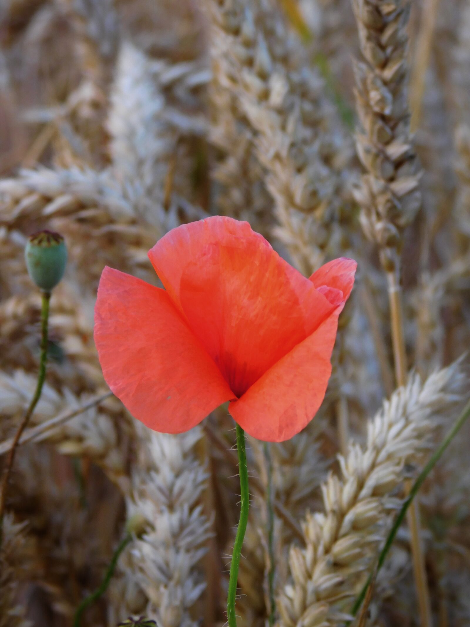 Nikon Coolpix L840 sample photo. Poppy, in field, grains photography