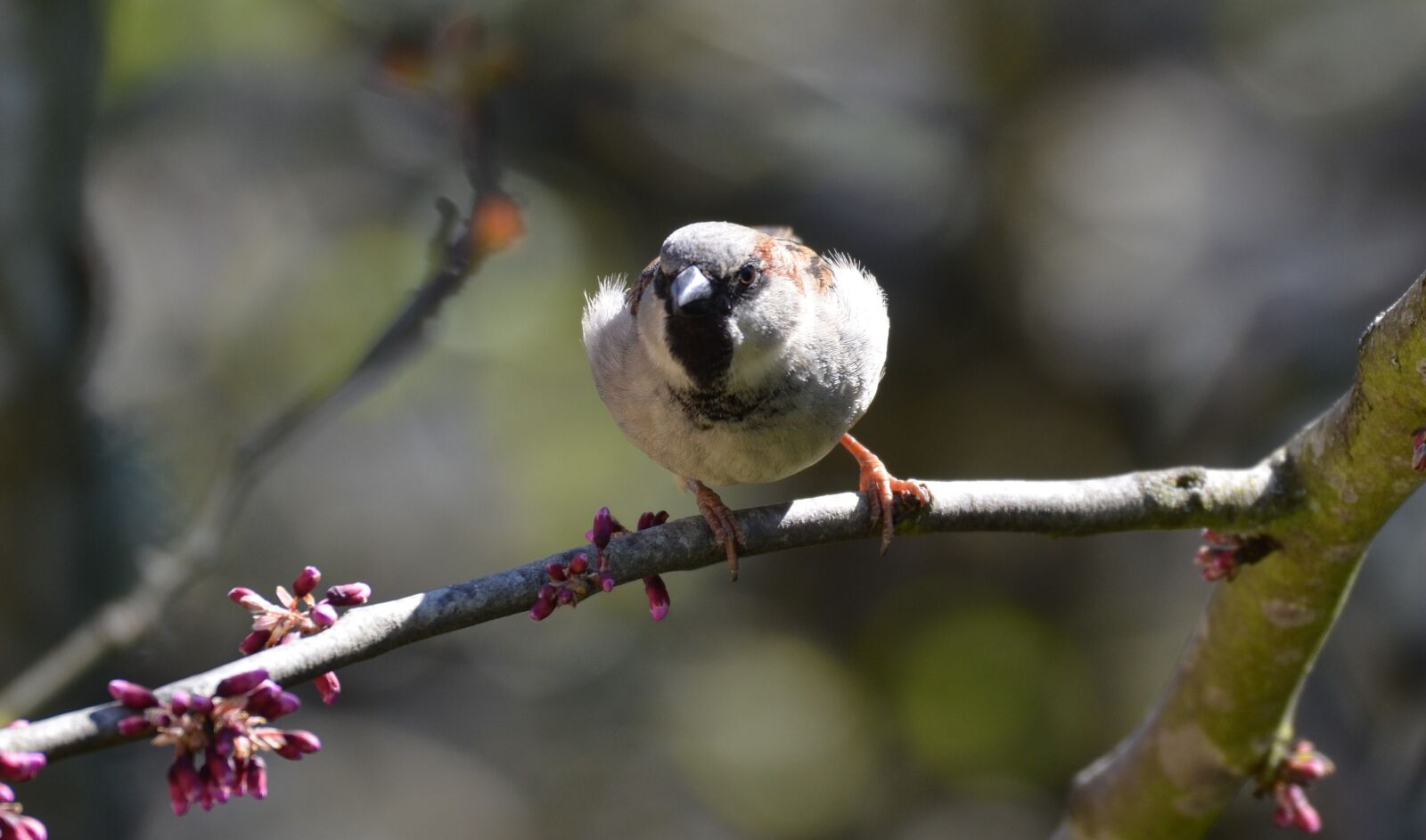 Nikon D5100 sample photo. Nature, bird, branch photography