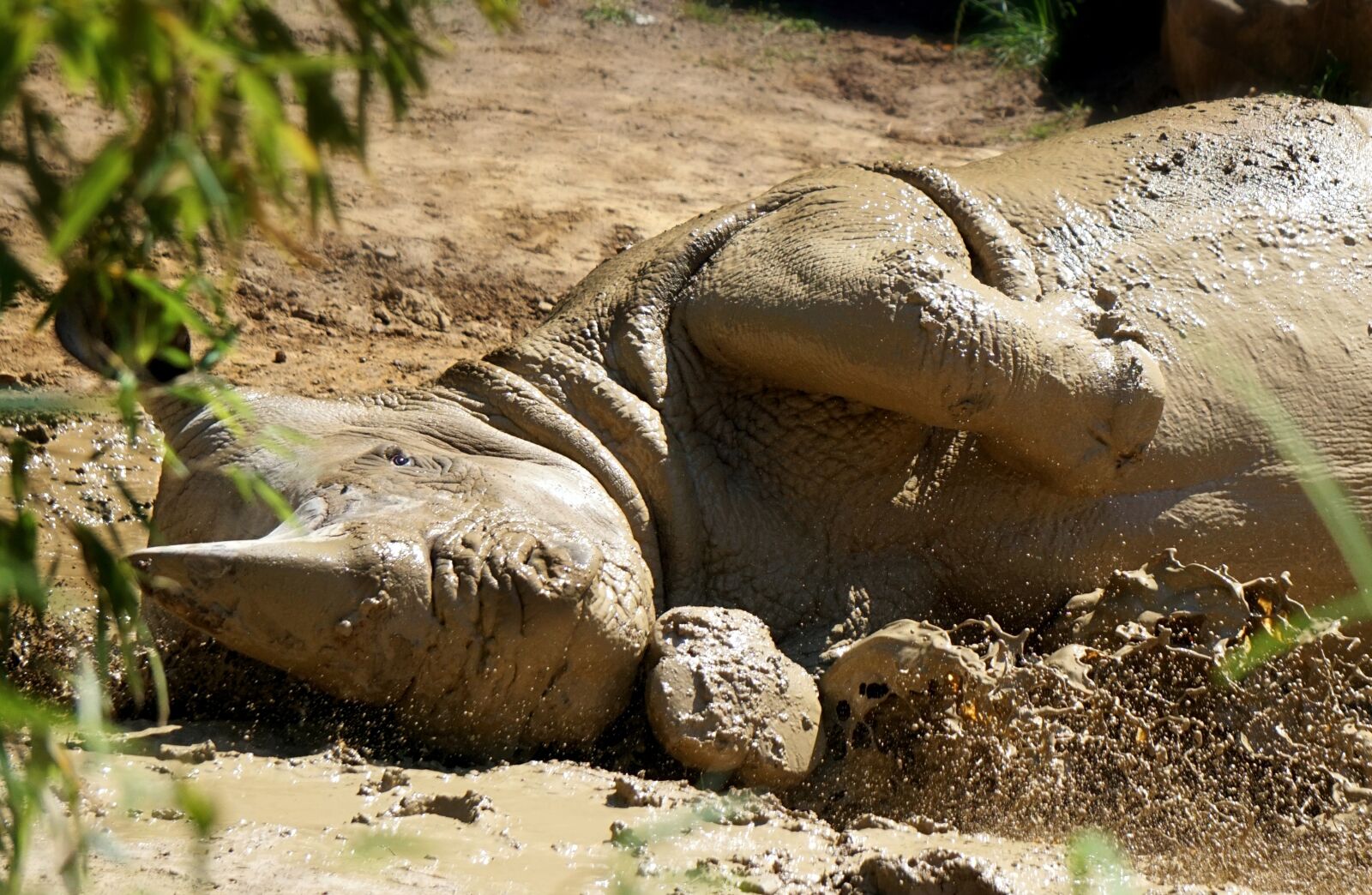Sony E 55-210mm F4.5-6.3 OSS sample photo. Rhino, animal, africa photography