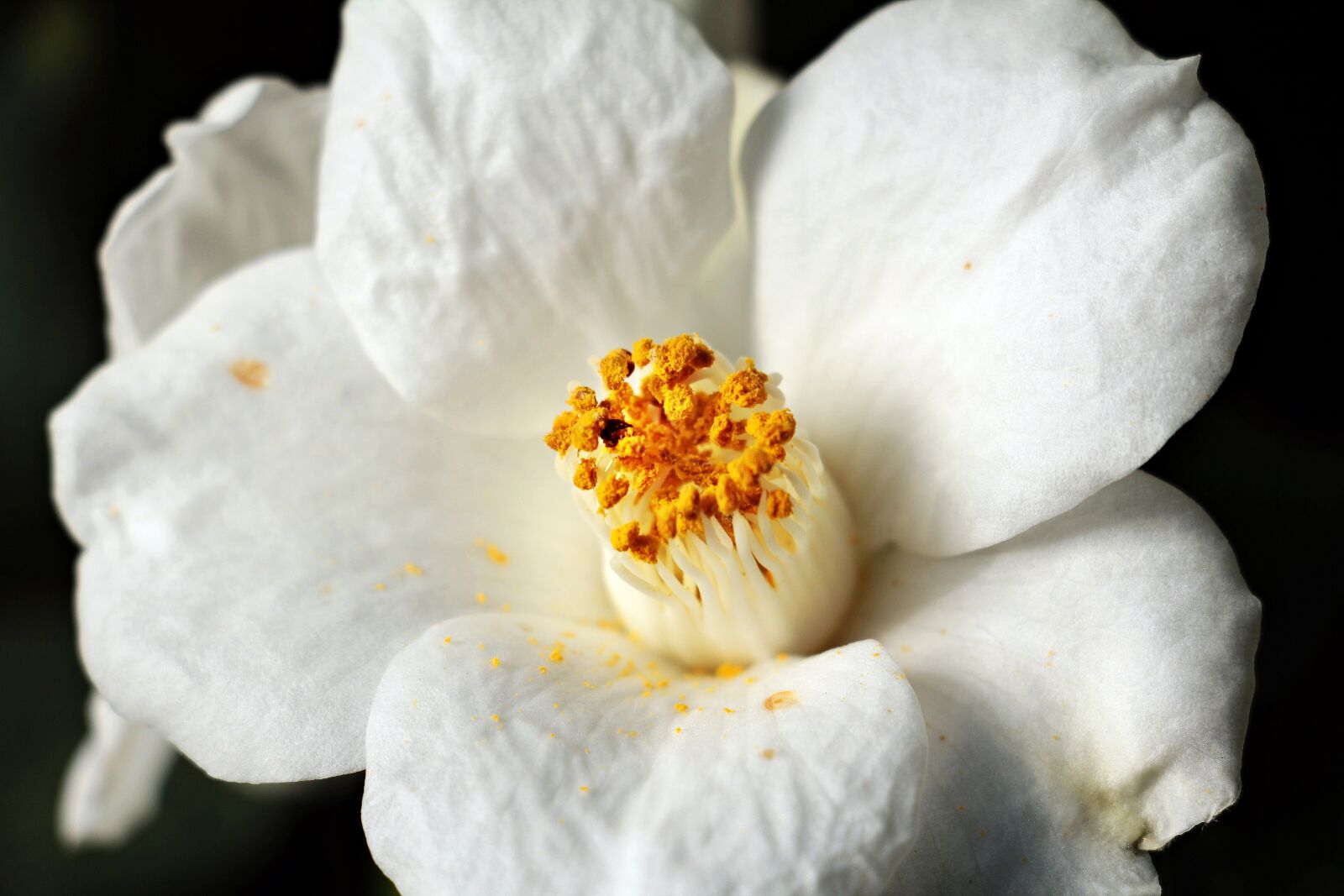 Canon EOS 550D (EOS Rebel T2i / EOS Kiss X4) sample photo. Camellia, camellia flower, white photography