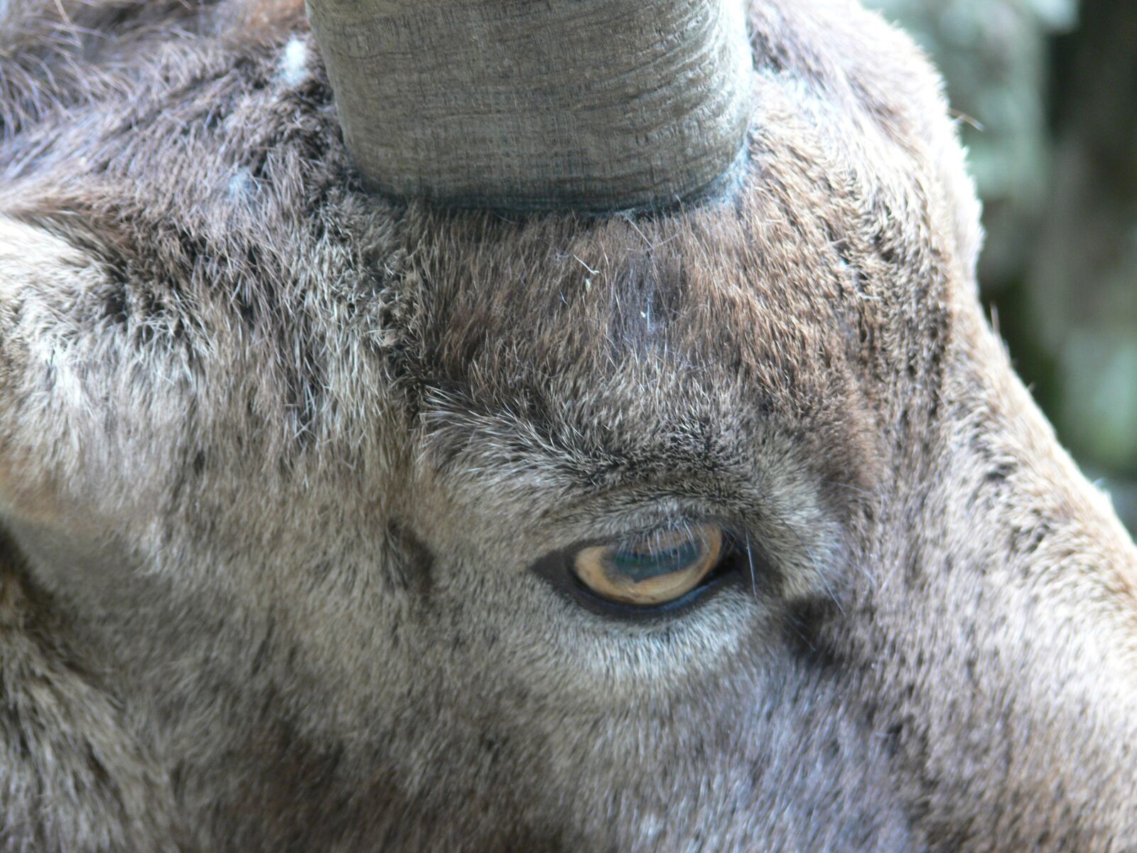 Panasonic DMC-FZ30 sample photo. Goat, eye, head photography