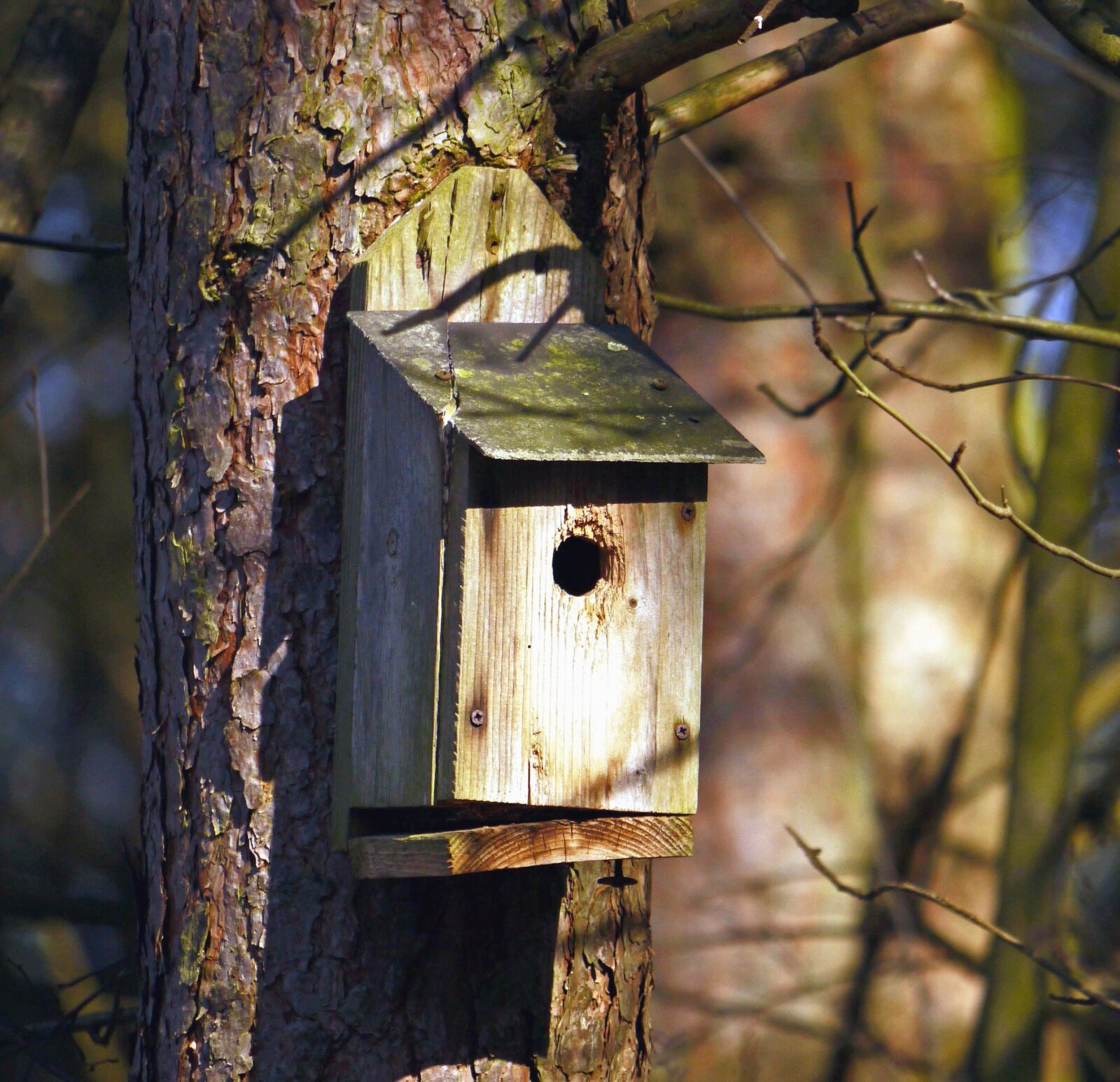 Panasonic Lumix DMC-G1 sample photo. Shelter, bird, tree, branch photography