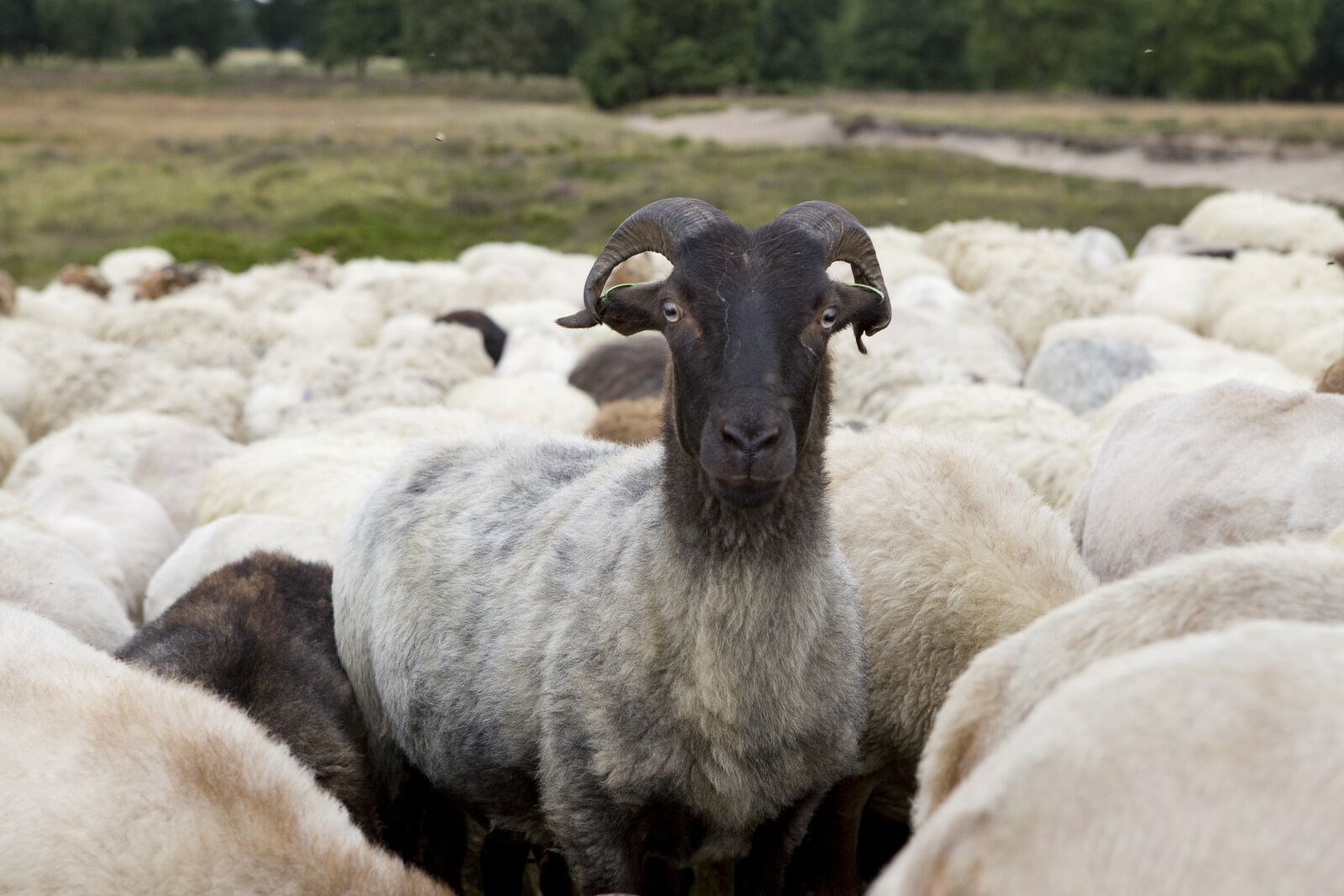 Canon EOS 5D Mark II sample photo. Sheep, drenthe, herd photography