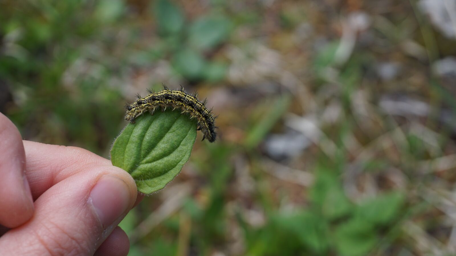 Sony a6000 sample photo. Caterpillar, green, leaf photography
